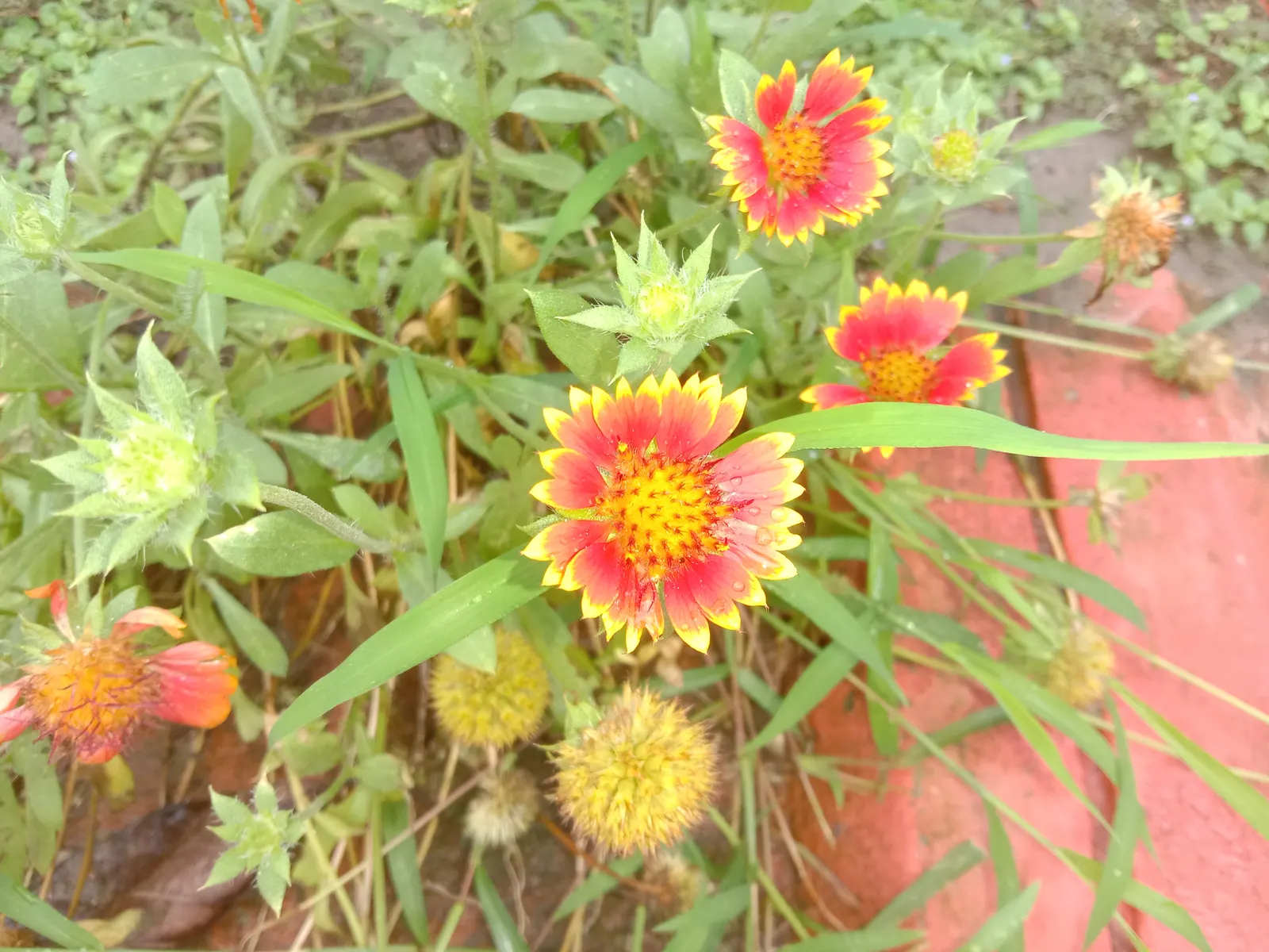 Indian Blanket (Gaillardia Pulchella) — Hardy in zones 3-10, it reaches 12-24 inches in height and spreads 12-20 inches; perennial with, image 56