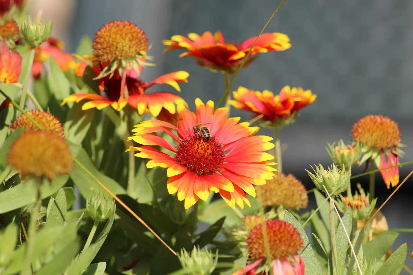 Indian Blanket (Gaillardia Pulchella) — Its adaptability makes it suitable for rock gardens, borders, and as a ground cover; perennial for full, image 97
