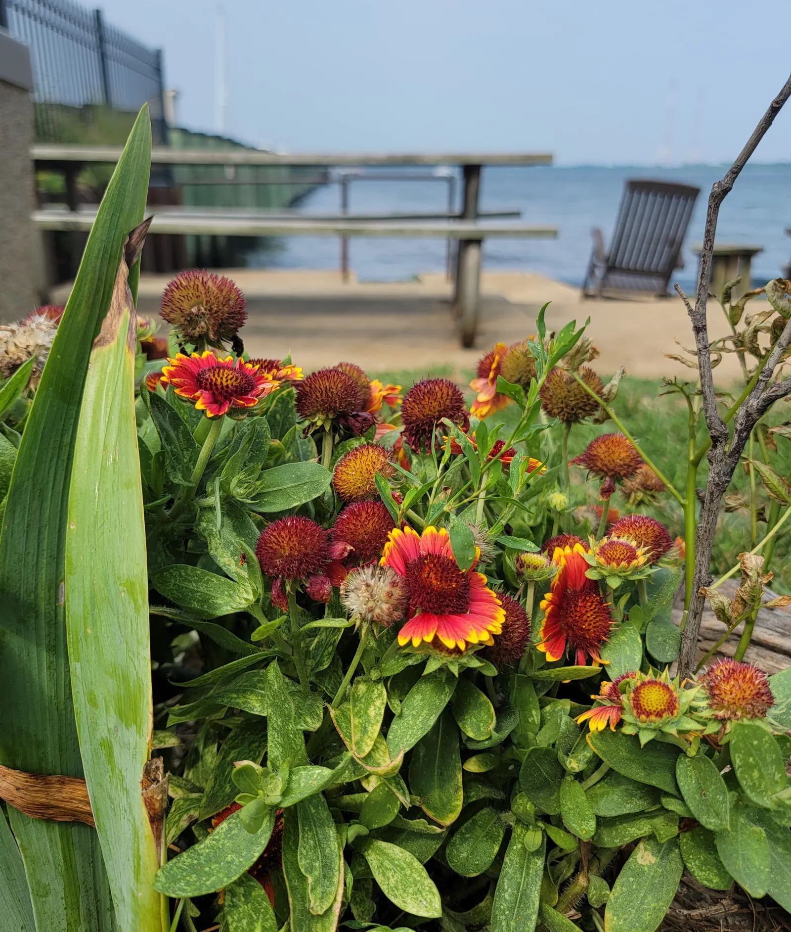 Indian Blanket (Gaillardia Pulchella) — it attracts pollinators while adding a warm; creating an eye-catching display against the plant's, image 58
