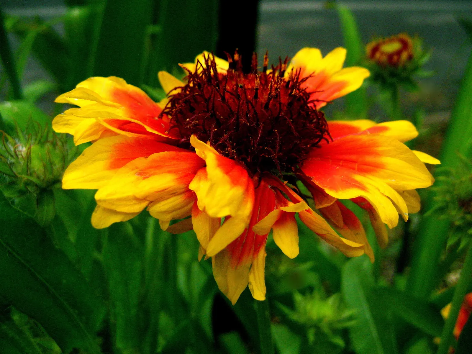 Indian Blanket (Gaillardia Pulchella) — Its fiery red petals tipped with yellow mimic a sunset and flourish in full sun; requiring minimal watering, image 81