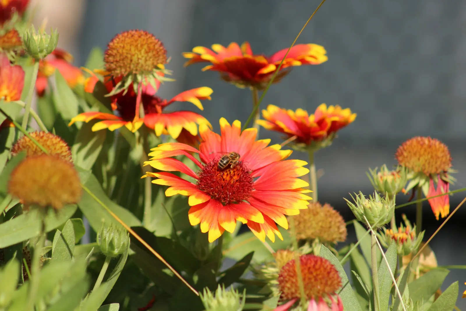 Indian Blanket (Gaillardia Pulchella) — slightly hairy green leaves; the Indian Blanket is tolerant of poor soil conditions and is an excellent, image 92