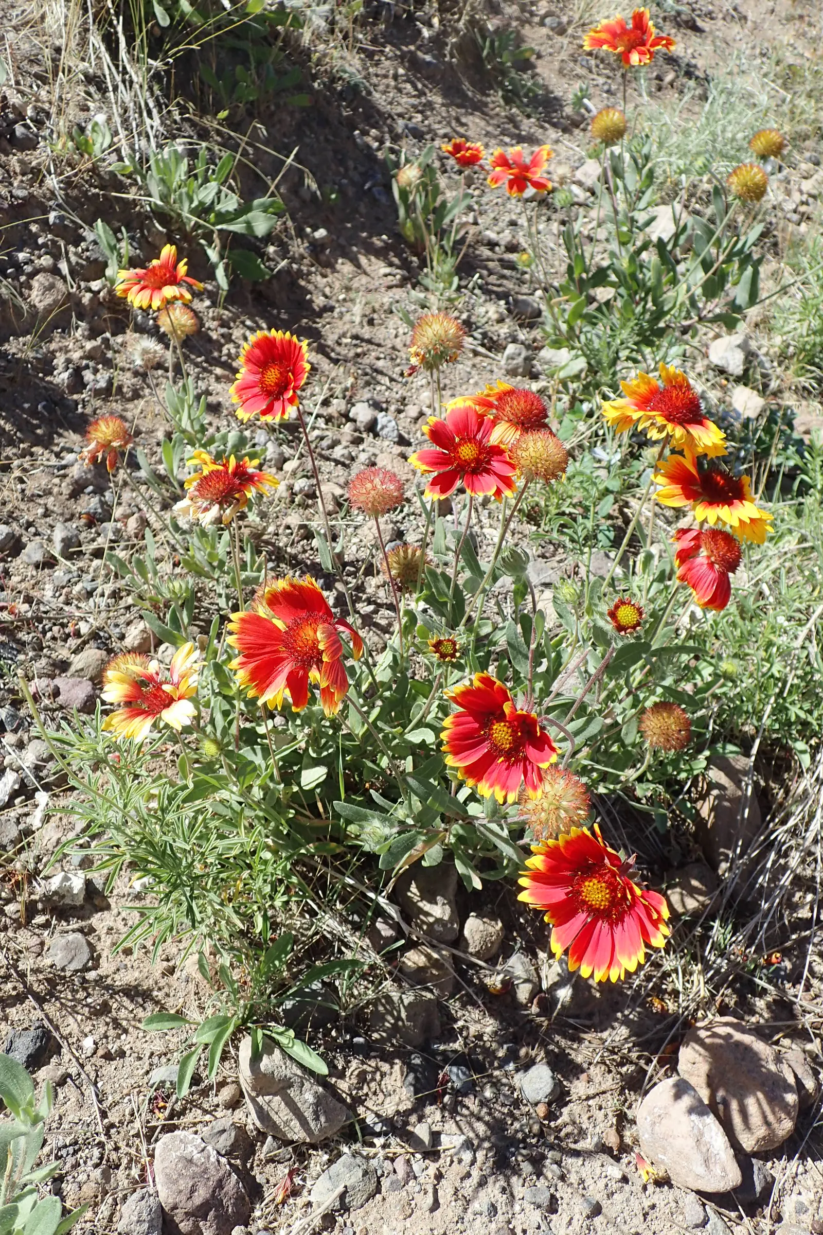 Indian Blanket (Gaillardia Pulchella) — resembling a sunset woven into its petals; your client will enjoy a garden that radiates warmth and energy, image 63