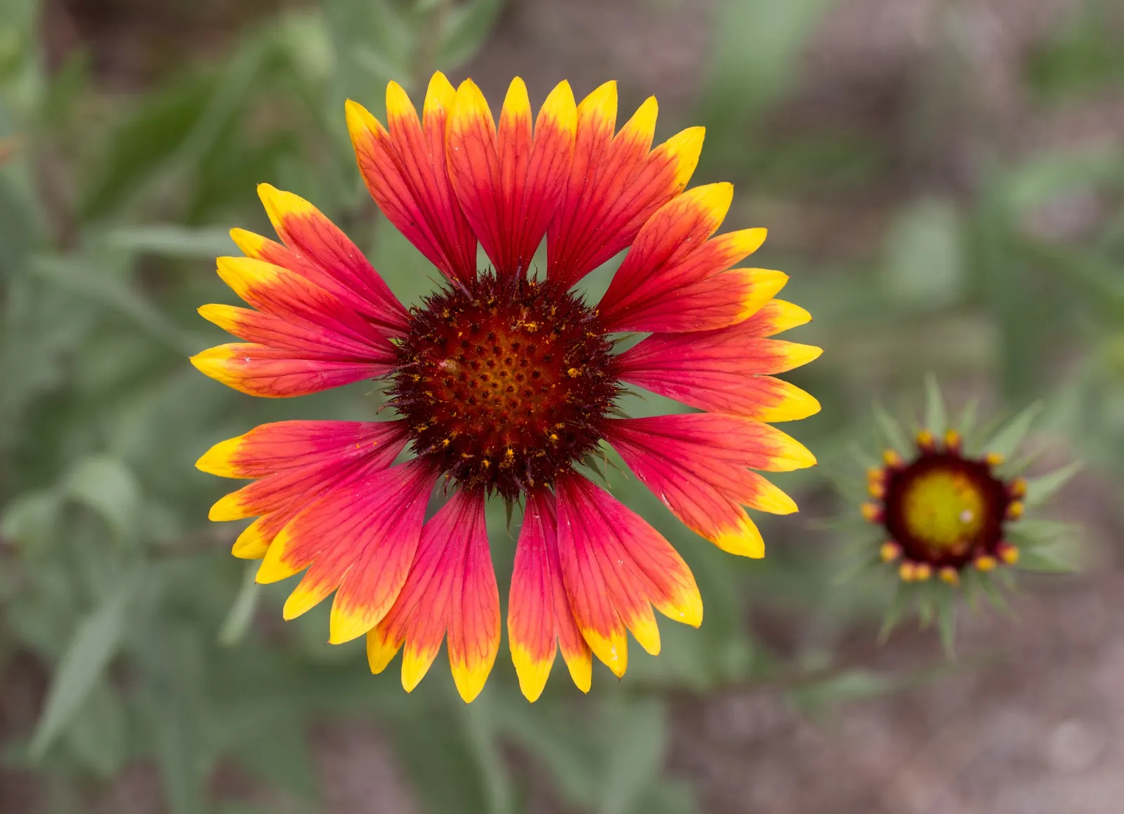 Indian Blanket (Gaillardia Pulchella) — is a vibrant perennial often grown as an annual; hardy in zones 3-10, it reaches 12-24 inches in height and, image 53