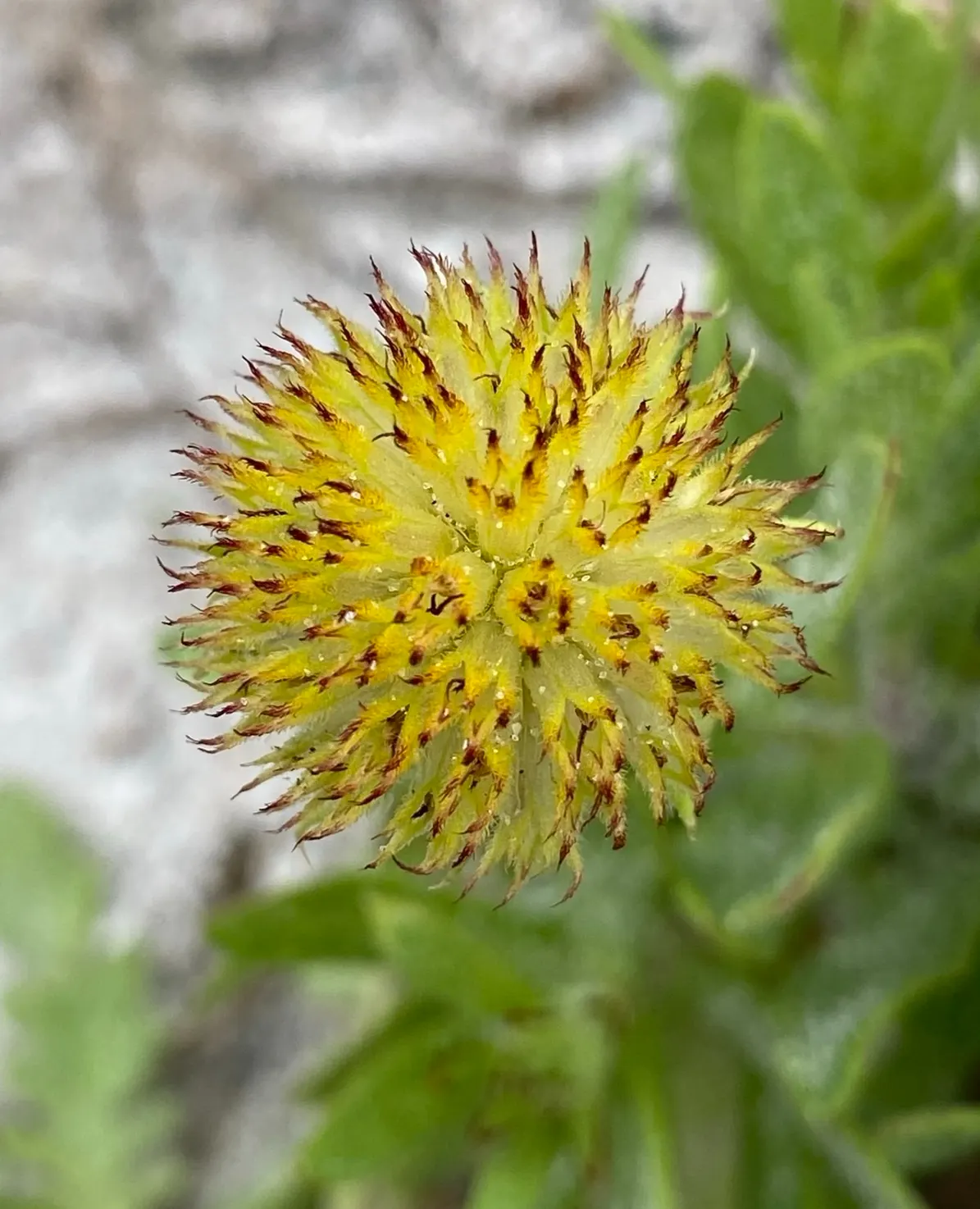 Indian Blanket (Gaillardia Pulchella) — perennial with multi-colored and orange blooms; it offers ample coverage and can be planted en masse for a, image 77