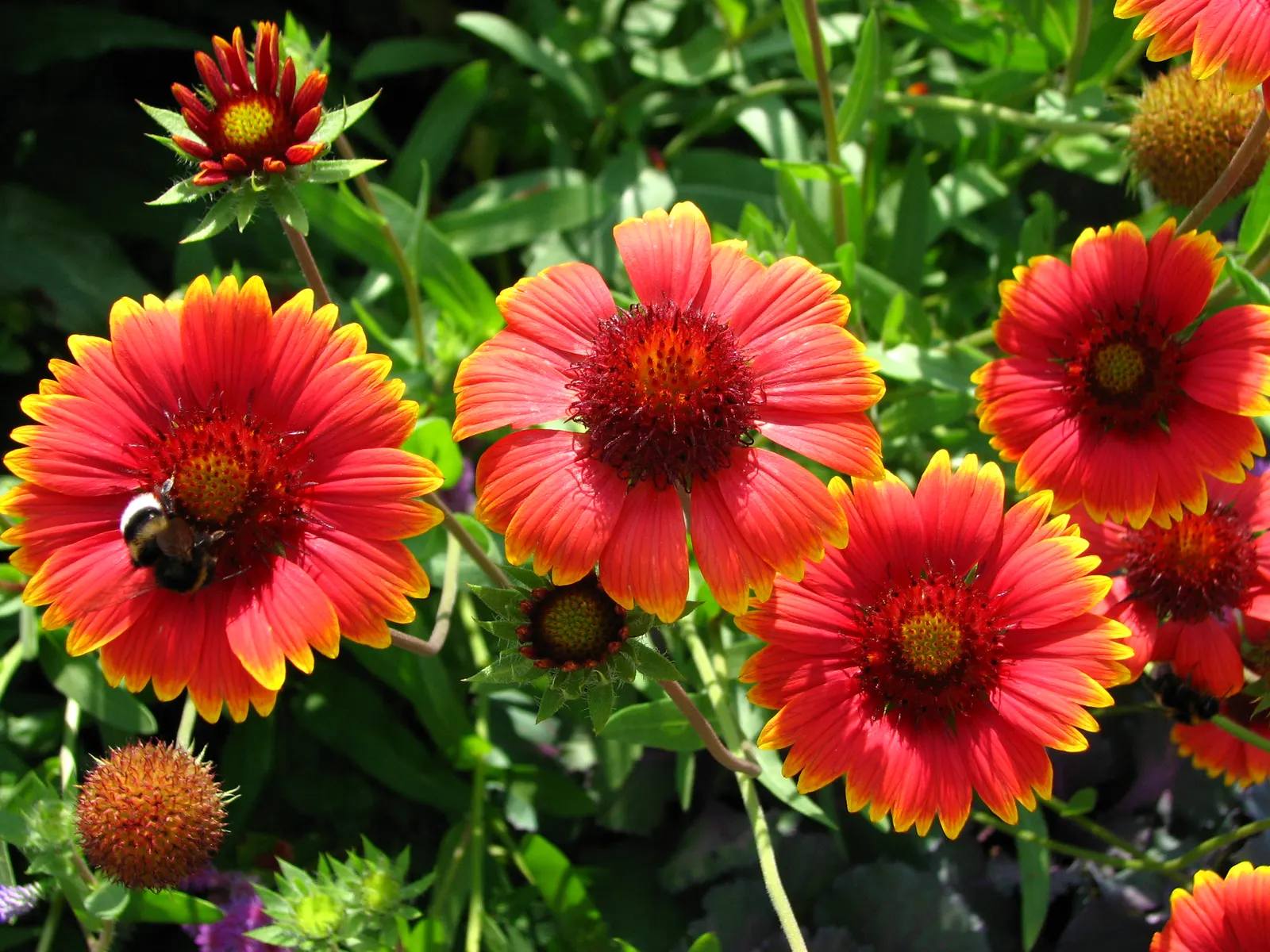 Indian Blanket (Gaillardia Pulchella) — your client will enjoy a garden that radiates warmth and energy; naturalistic design.<br><br>By, image 74