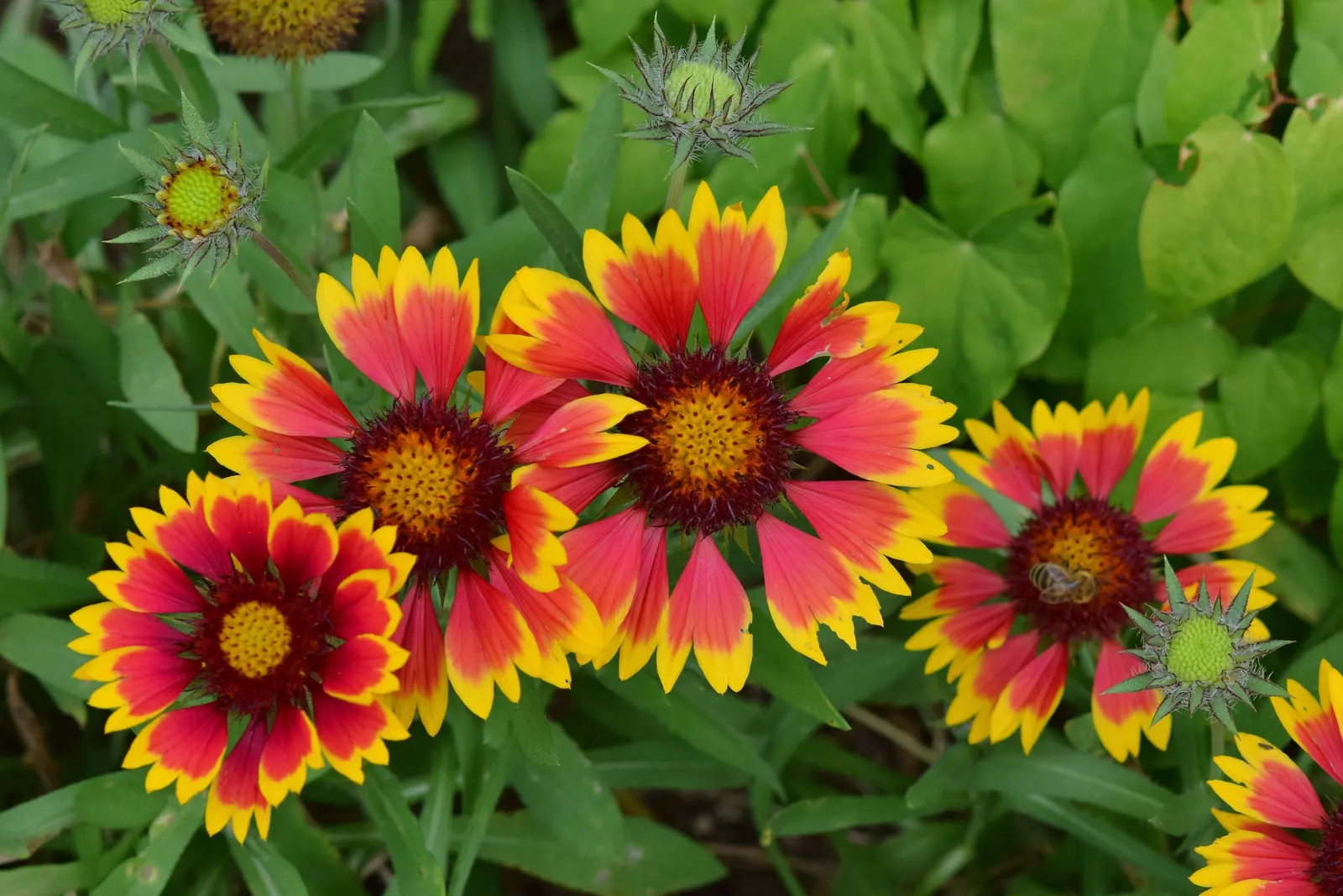 Indian Blanket (Gaillardia Pulchella) — Its adaptability makes it suitable for rock gardens, borders, and as a ground cover; perennial for full, image 71