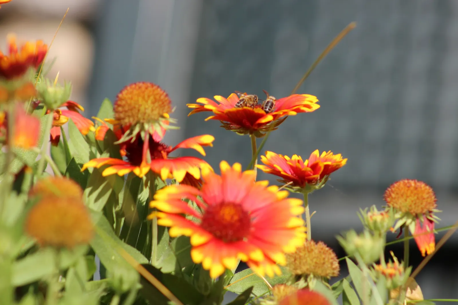 Indian Blanket (Gaillardia Pulchella) — the plant's blooms showcase a striking blend of red; with a mature height of 12 to 24 inches and a spread, image 88