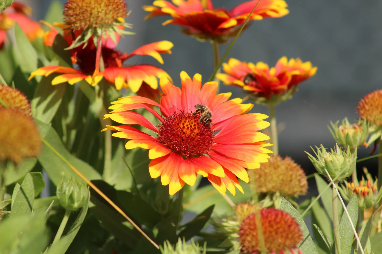 Indian Blanket (Gaillardia Pulchella) — perennial for full; and stands resilient against challenging environmental conditions, image 104