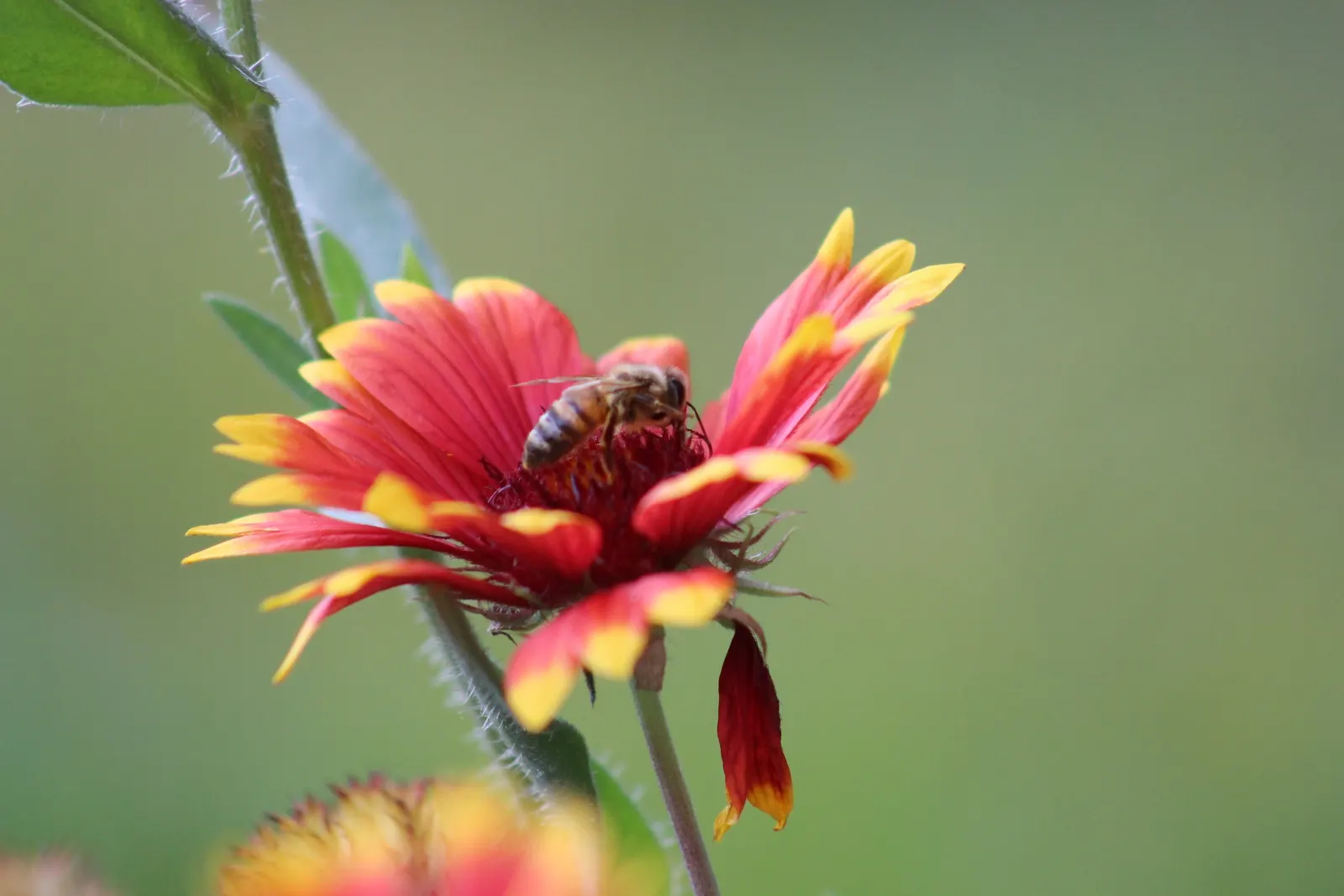 Indian Blanket (Gaillardia Pulchella) — Its growth habit and vibrant flowers contribute to its status as an essential component for a, image 98