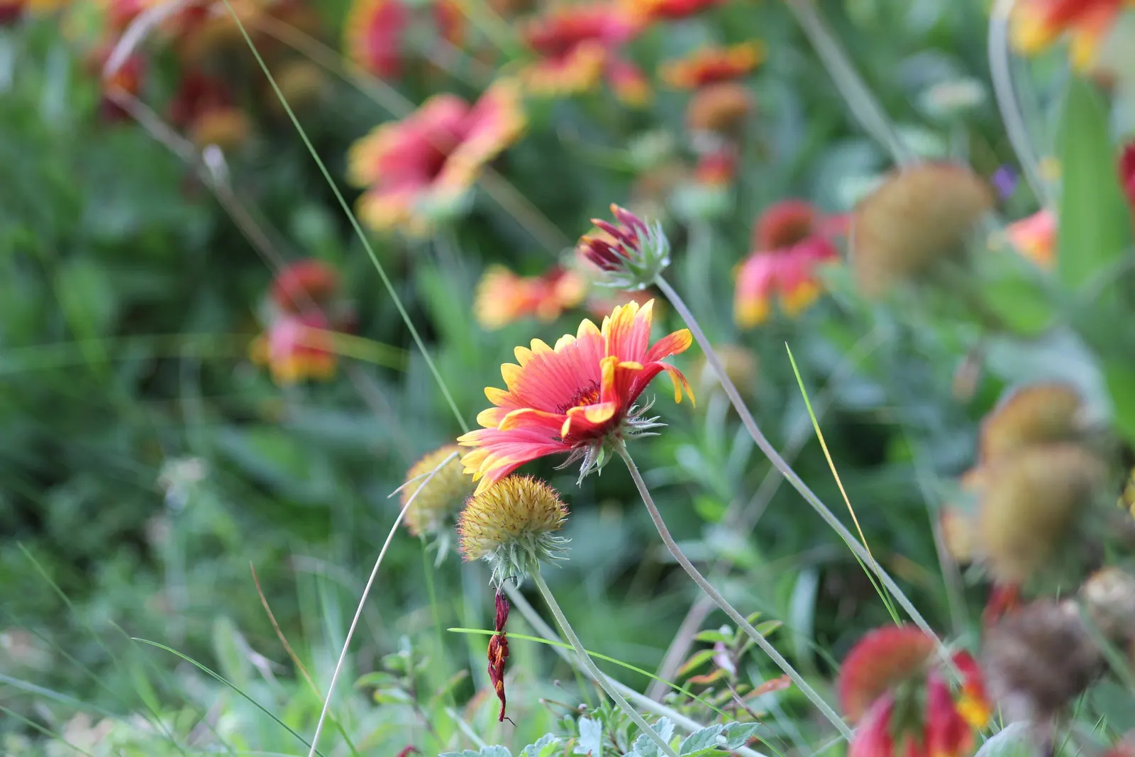 Indian Blanket (Gaillardia Pulchella) — scientifically named Gaillardia pulchella; is a vibrant perennial often grown as an annual, image 86