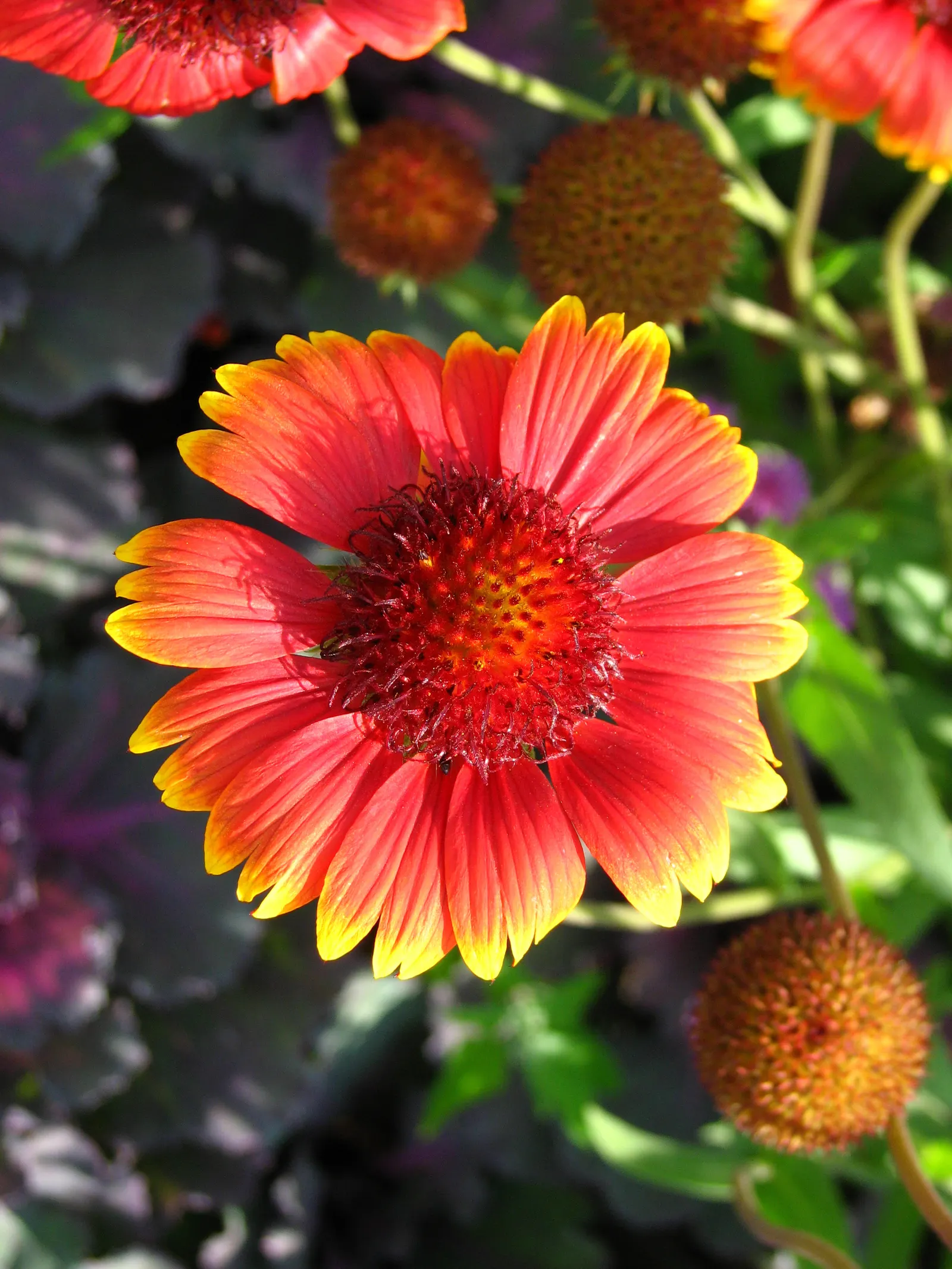 Indian Blanket (Gaillardia Pulchella) — requiring minimal watering once established; its adaptability makes it suitable for rock gardens, borders, image 70