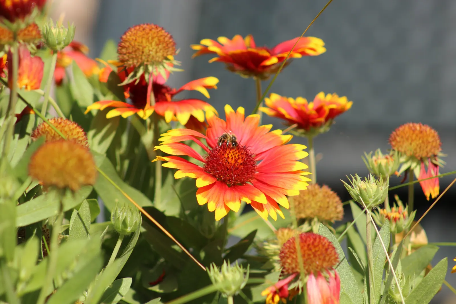 Indian Blanket (Gaillardia Pulchella) — it offers ample coverage and can be planted en masse for a dramatic effect.<br><br>Preferring full sun, image 94
