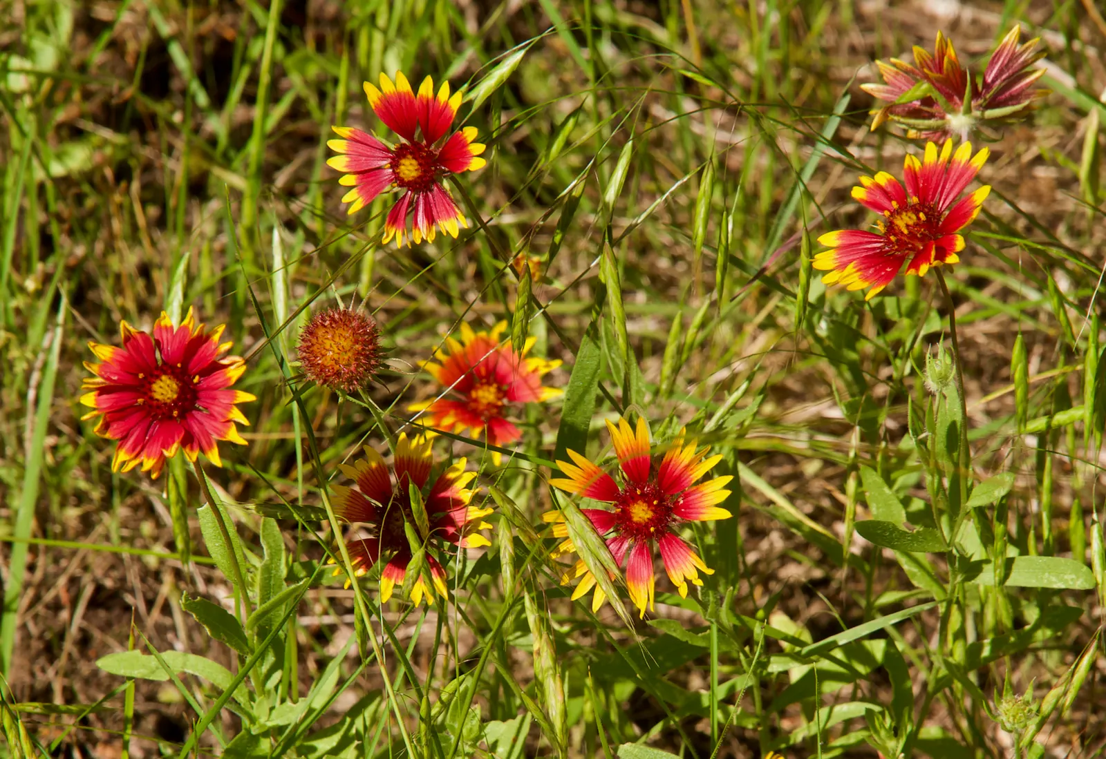 Indian Blanket (Gaillardia Pulchella) — The flowers can reach up to 3-4 inches in diameter; its fiery red petals tipped with yellow mimic a sunset, image 64