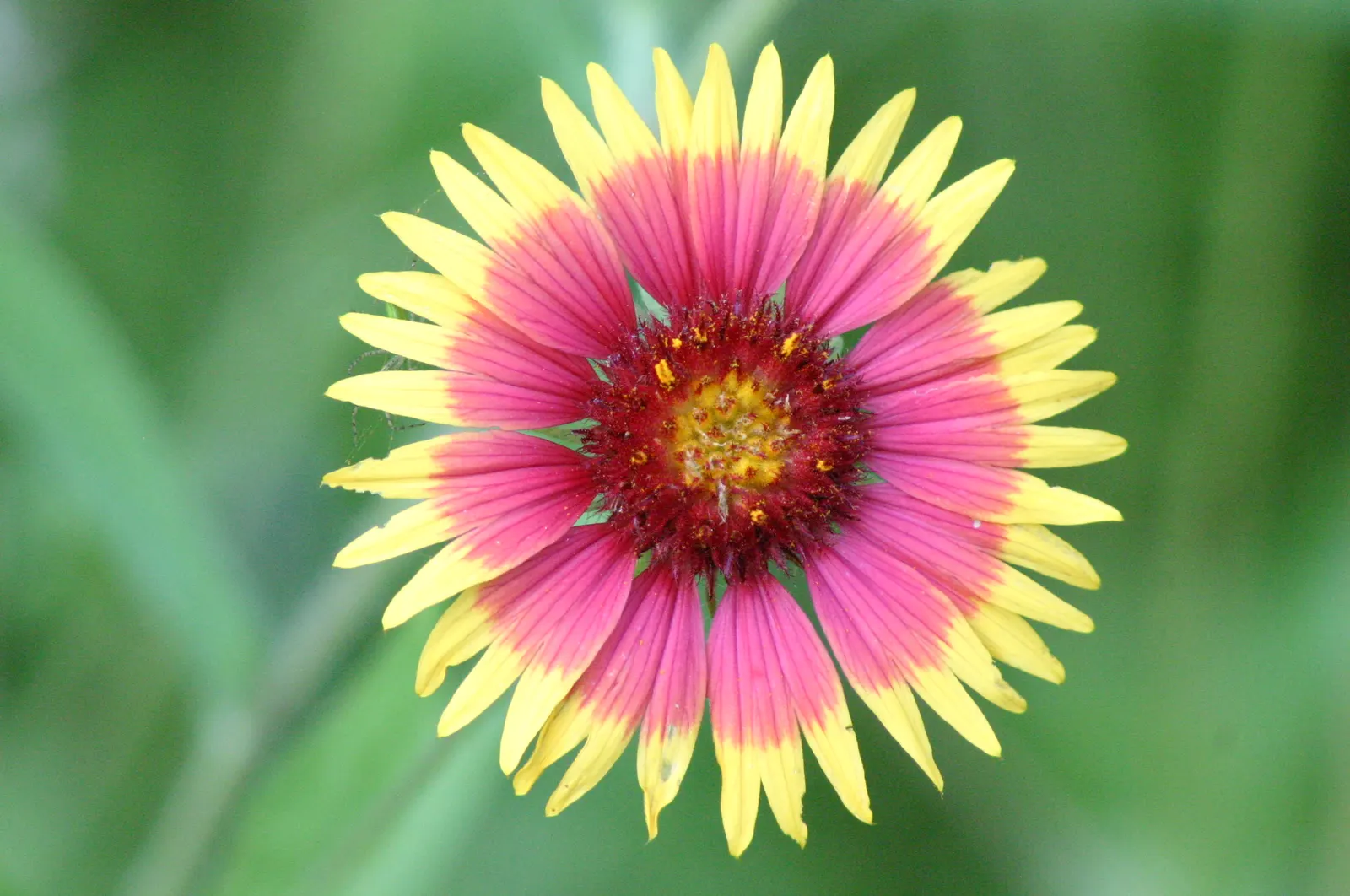 Indian Blanket (Gaillardia Pulchella) — colorful accent to xeriscapes and wildflower gardens; its growth habit and vibrant flowers contribute to, image 59