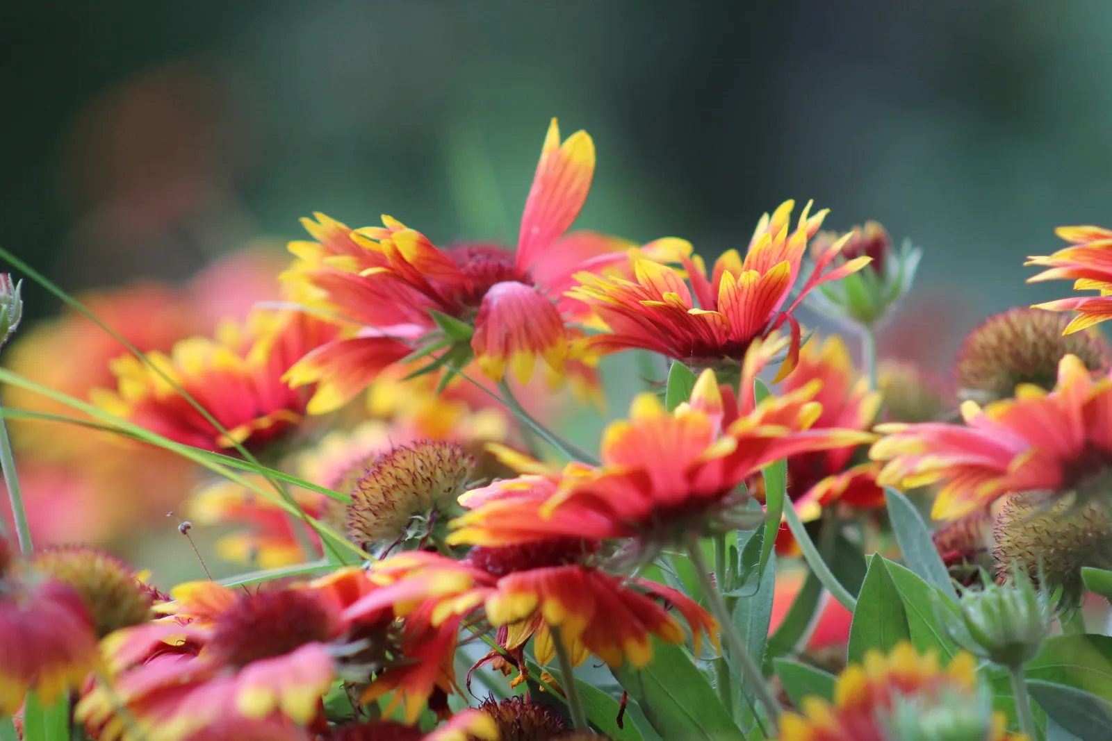 Indian Blanket (Gaillardia Pulchella) — is a vibrant perennial that adds a burst of warm color through its daisy-like flowers; scientifically named, image 87
