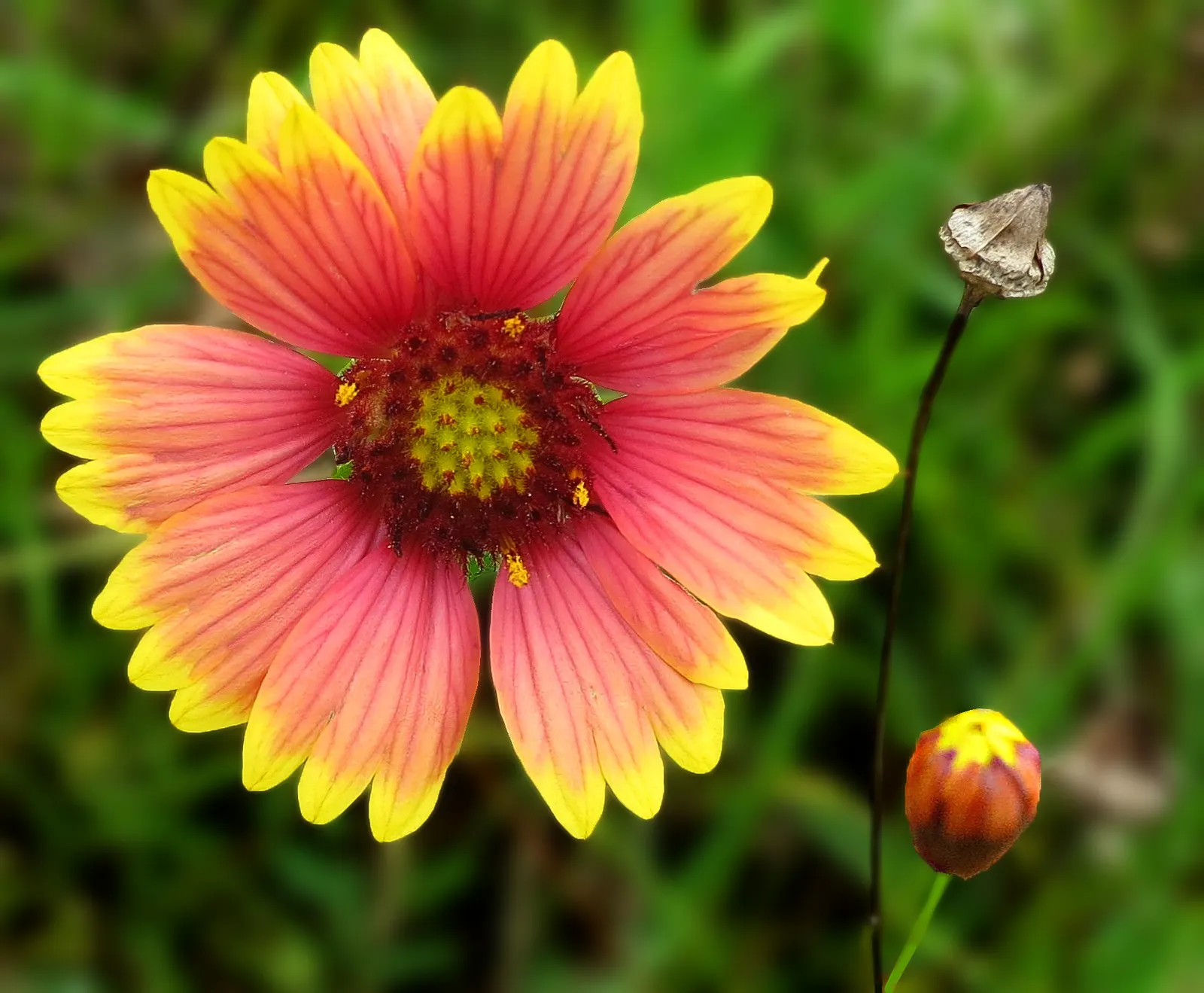 Indian Blanket (Gaillardia Pulchella) — creating an eye-catching display against the plant's lance-shaped; the plant's blooms showcase a striking, image 65