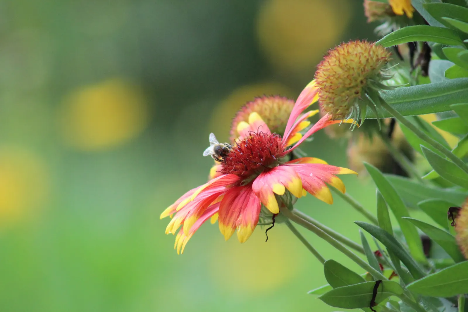 Indian Blanket (Gaillardia Pulchella) — naturalistic design.<br><br>By incorporating Gaillardia pulchella into your design; slightly hairy green, image 99