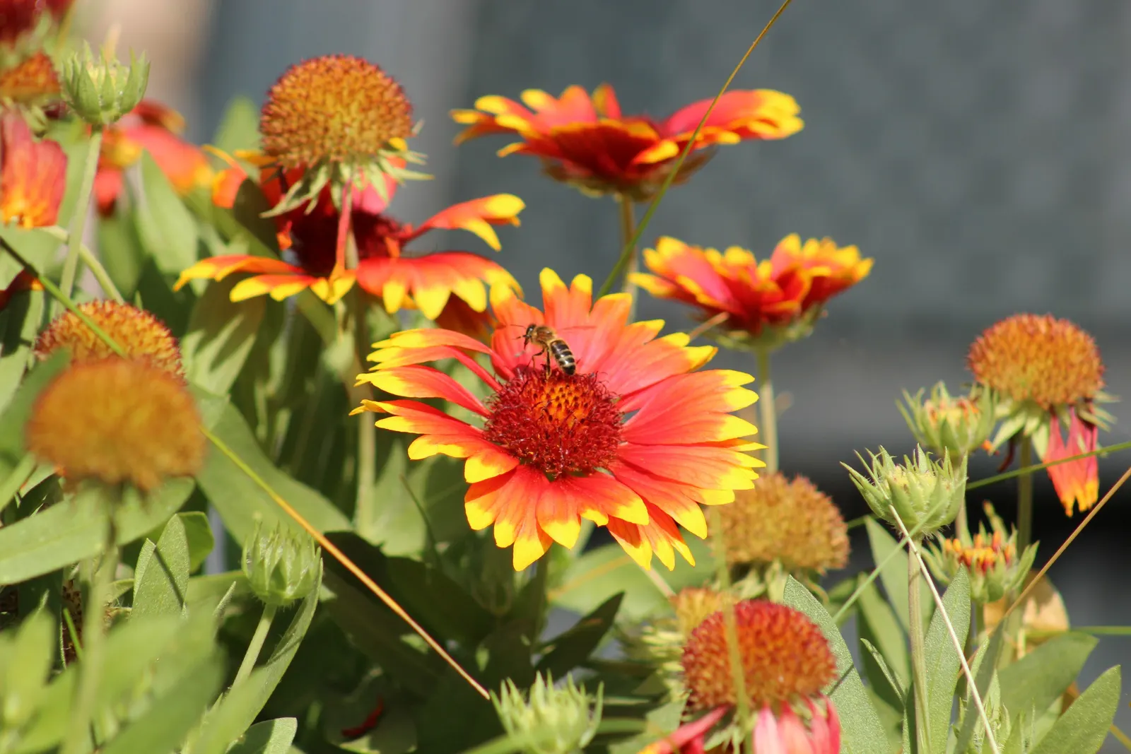 Indian Blanket (Gaillardia Pulchella) — multi-colored and orange flowers in the garden; is a vibrant perennial that adds a burst of warm color, image 102