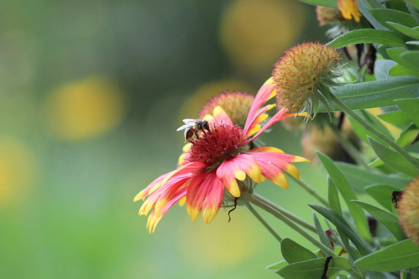 Indian Blanket (Gaillardia Pulchella) — the Indian Blanket is tolerant of poor soil conditions and is an excellent candidate for drought-prone, image 95