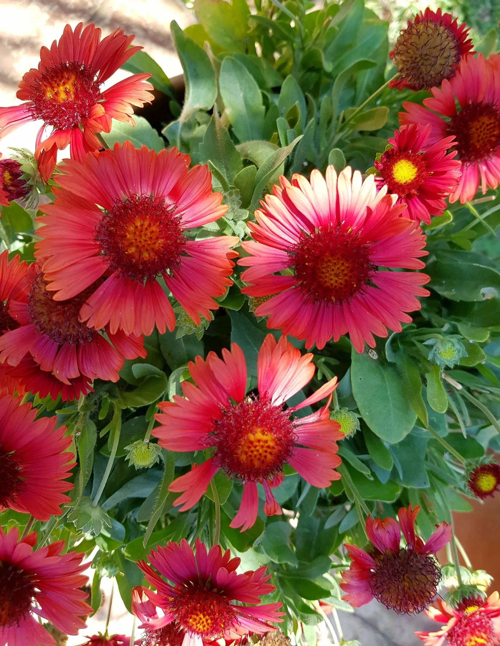Indian Blanket (Gaillardia Pulchella) — Drought-tolerant and low-maintenance; it attracts pollinators while adding a warm, image 83
