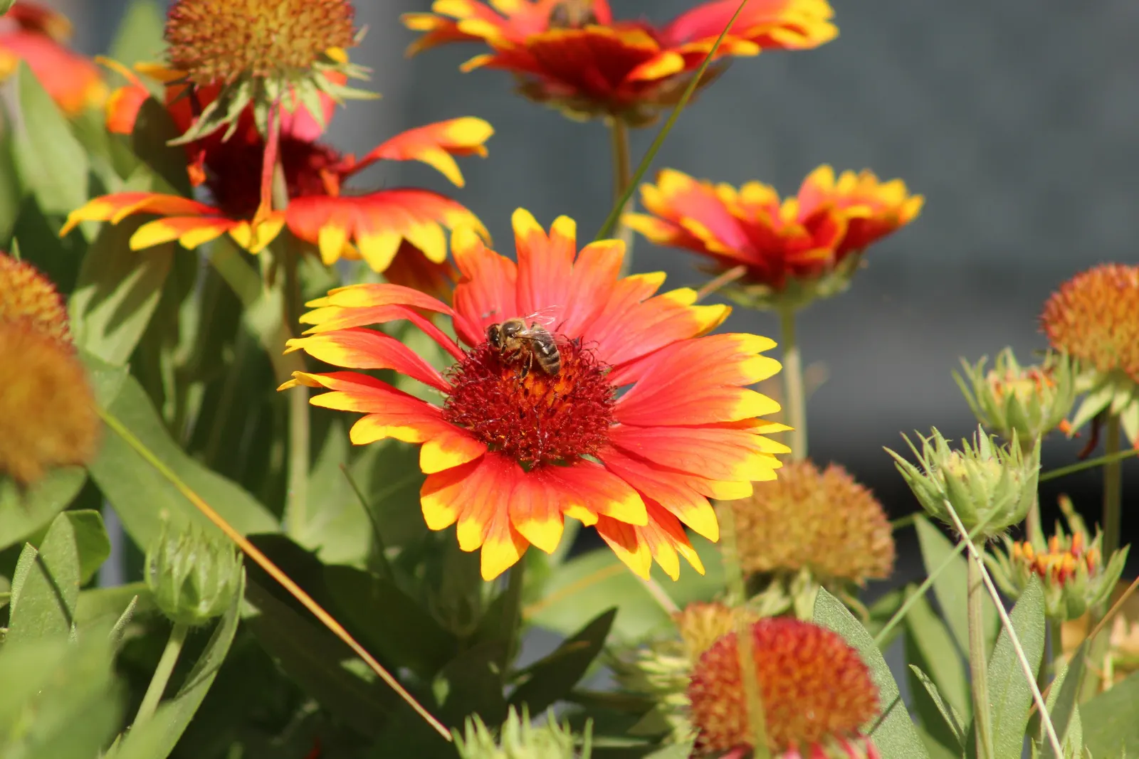 Indian Blanket (Gaillardia Pulchella) — and stands resilient against challenging environmental conditions; boasting daisy-like blooms up to 4, image 101