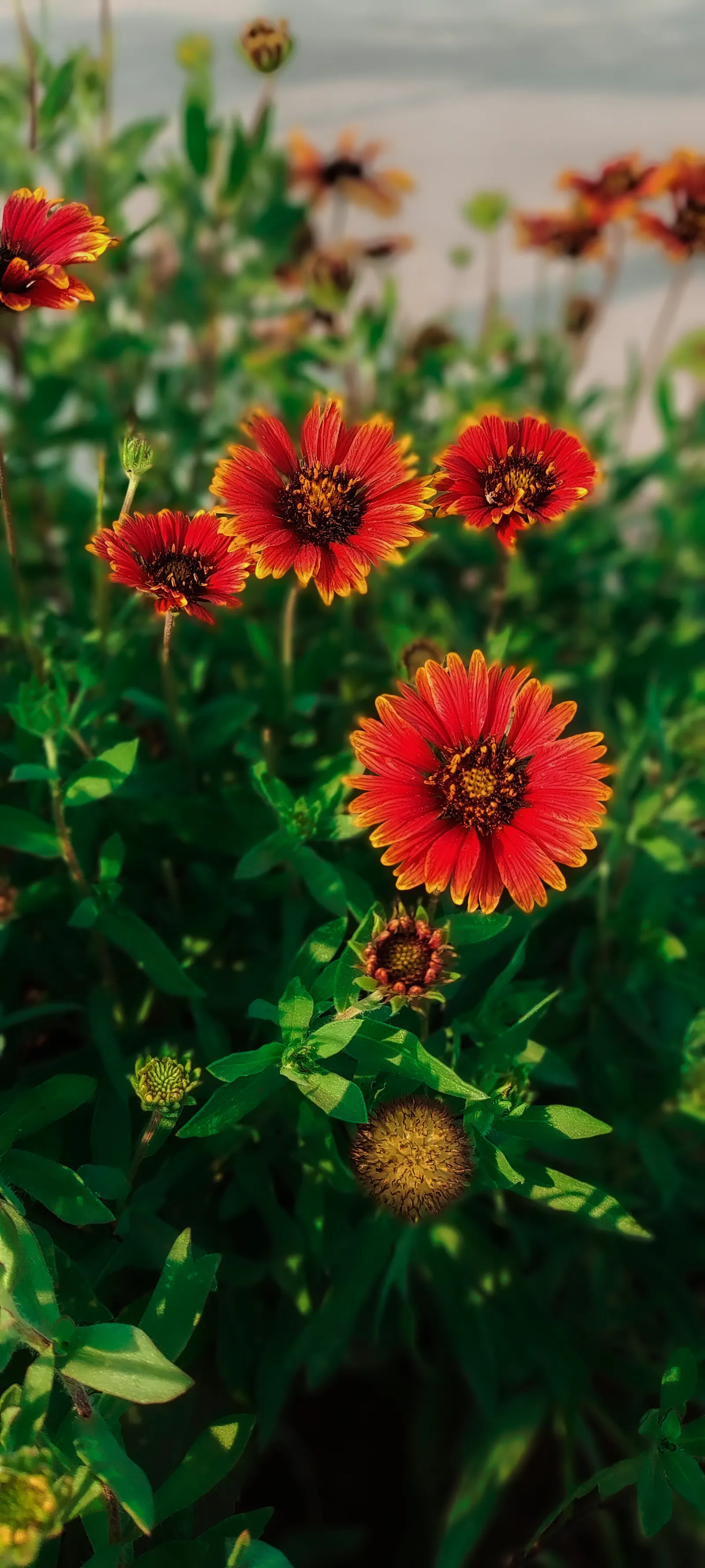 Indian Blanket (Gaillardia Pulchella) — the plant's blooms showcase a striking blend of red; with a mature height of 12 to 24 inches and a spread, image 62