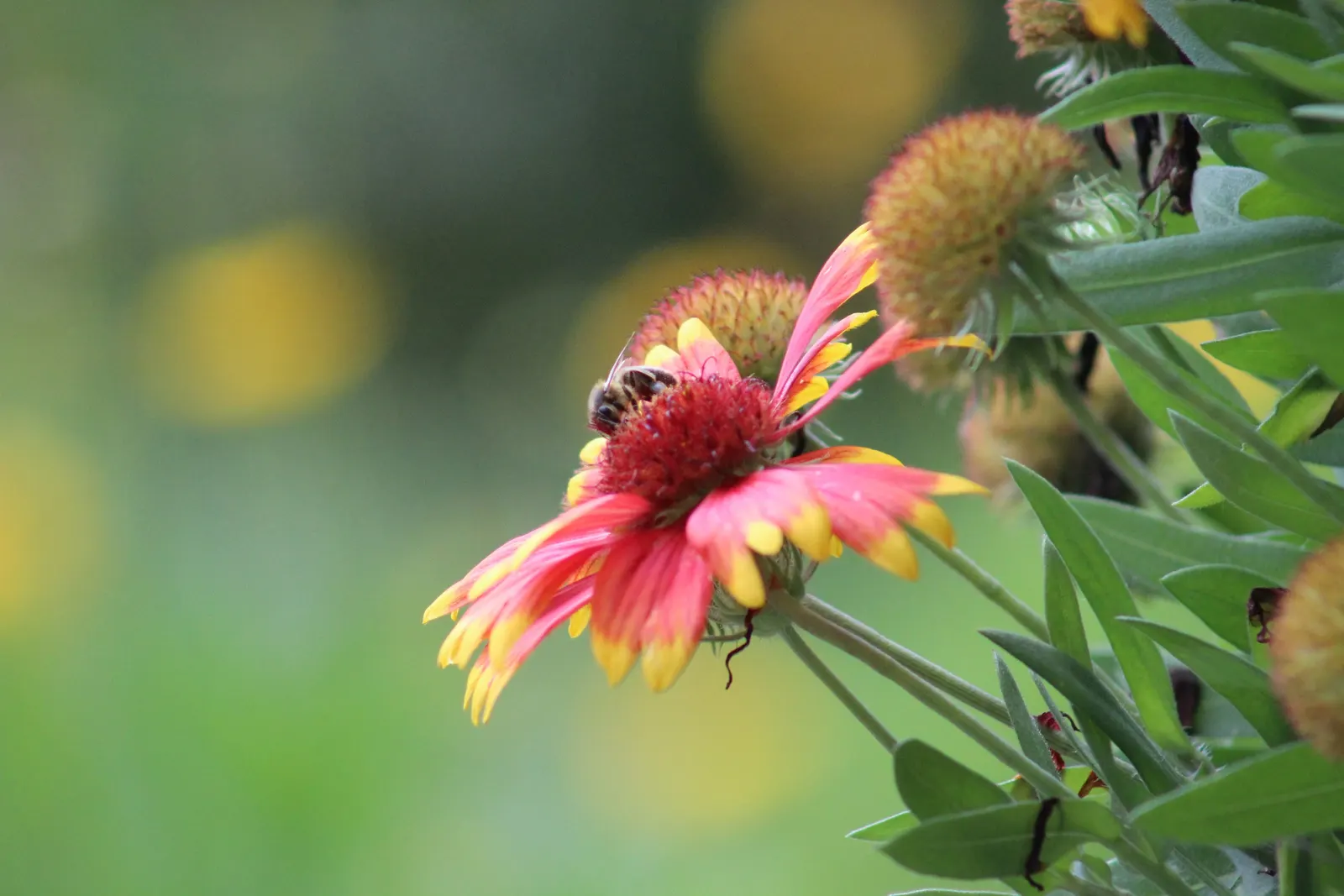 Indian Blanket (Gaillardia Pulchella) — boasting daisy-like blooms up to 4 inches across; resembling a sunset woven into its petals, image 106