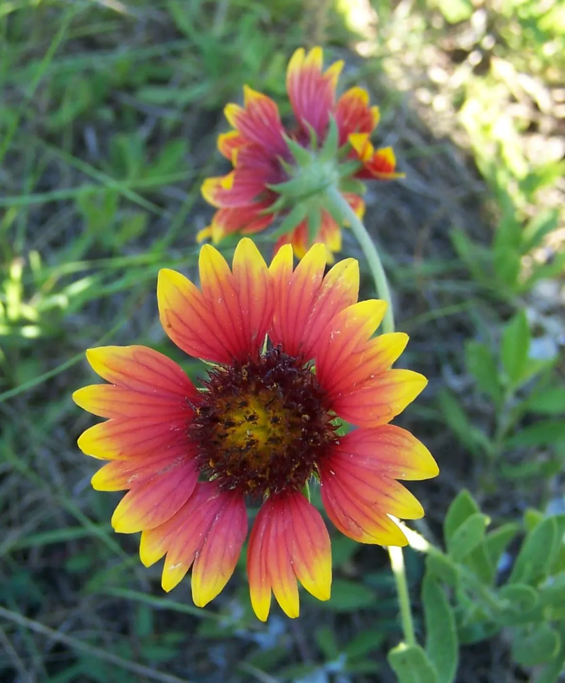 Indian Blanket (Gaillardia Pulchella) — is a vibrant perennial often grown as an annual