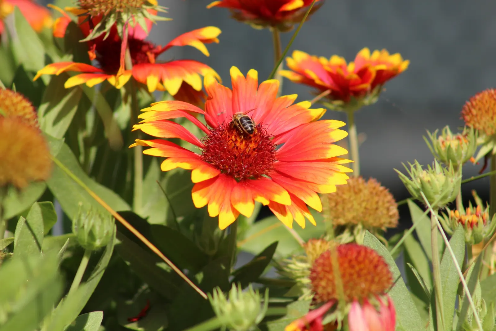 Indian Blanket (Gaillardia Pulchella) — The flowers can reach up to 3-4 inches in diameter; its fiery red petals tipped with yellow mimic a sunset, image 90