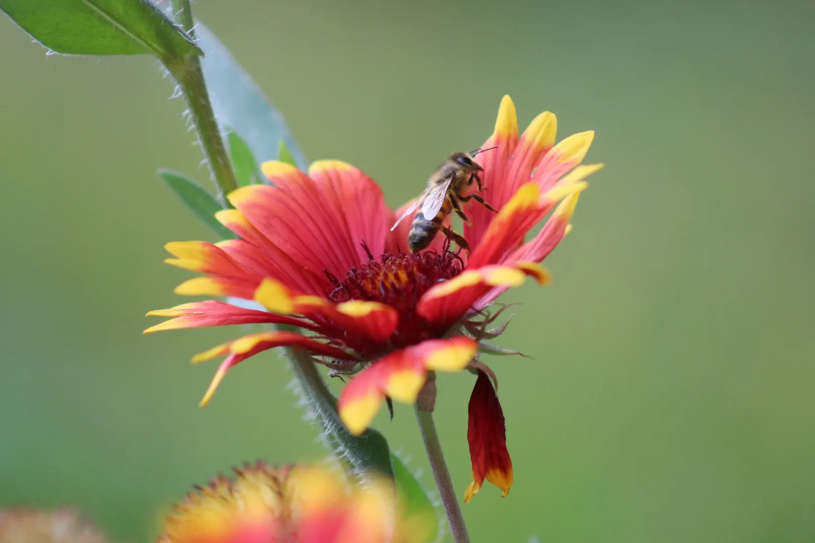 Indian Blanket (Gaillardia Pulchella) — perennial with multi-colored and orange blooms; it offers ample coverage and can be planted en masse for a, image 103