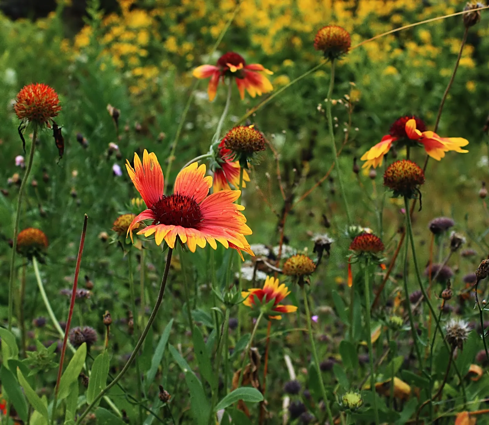 Indian Blanket (Gaillardia Pulchella) — and stands resilient against challenging environmental conditions