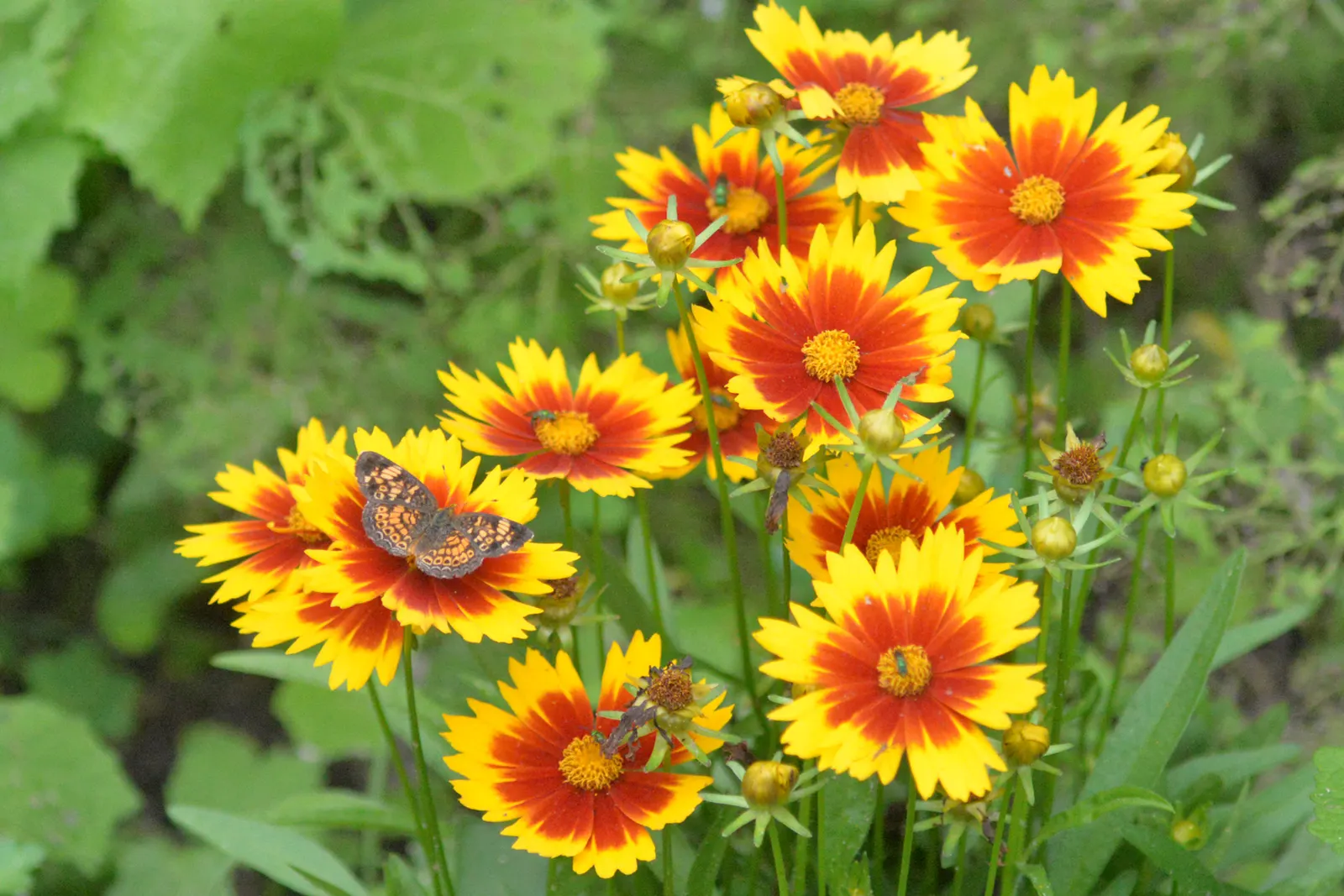 Indian Blanket (Gaillardia Pulchella) — The flowers can reach up to 3-4 inches in diameter; its fiery red petals tipped with yellow mimic a sunset and flourish