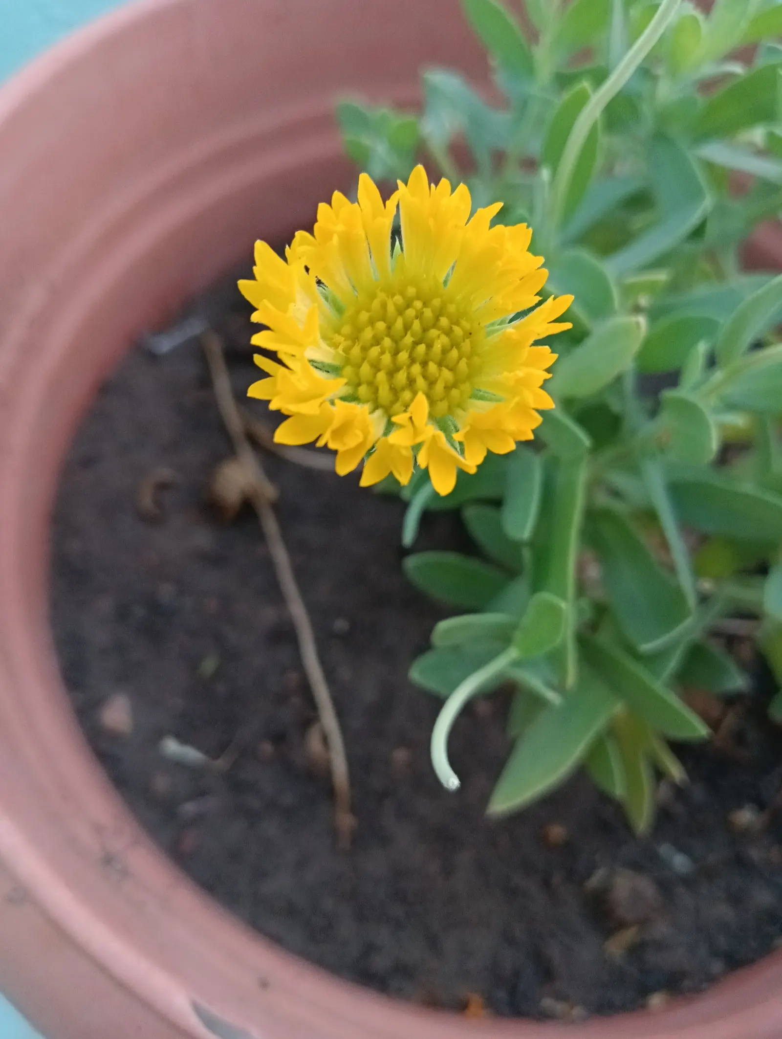 Indian Blanket (Gaillardia Pulchella) — the plant's blooms showcase a striking blend of red; with a mature height of 12 to 24 inches and a spread of up to 20