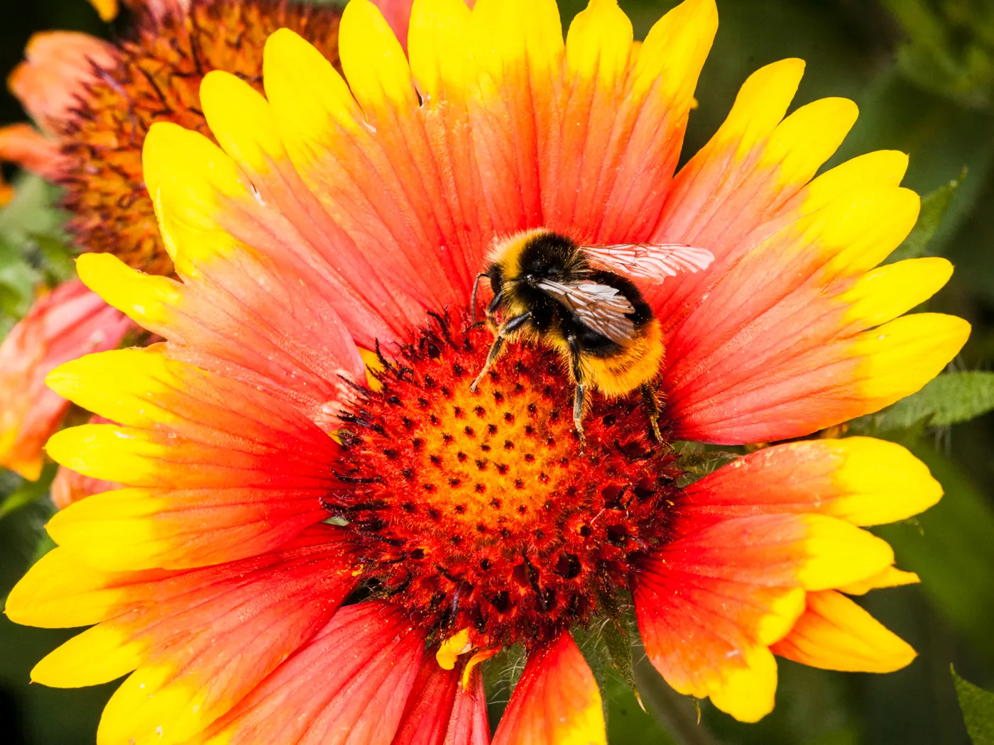 Indian Blanket (Gaillardia Pulchella) — the Indian Blanket is tolerant of poor soil conditions and is an excellent candidate for drought-prone regions; the