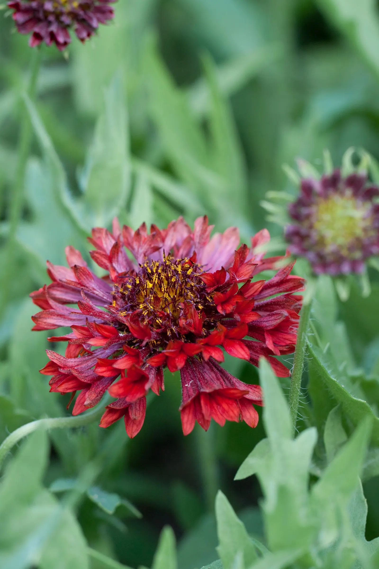 Indian Blanket (Gaillardia Pulchella) — naturalistic design.<br><br>By incorporating Gaillardia pulchella into your design