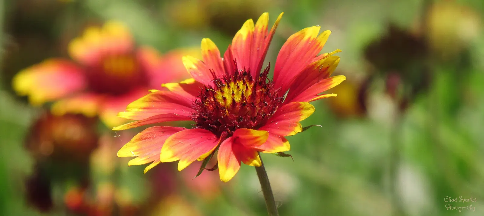 Indian Blanket (Gaillardia Pulchella) — Its adaptability makes it suitable for rock gardens, borders, and as a ground cover; perennial for full
