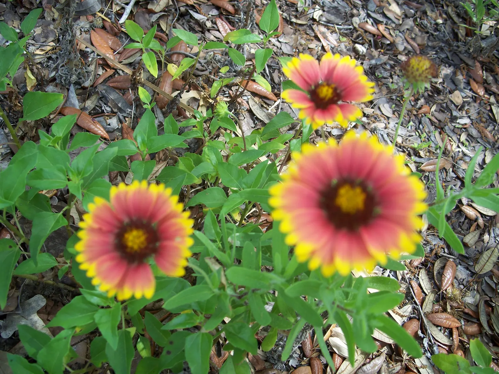 Indian Blanket (Gaillardia Pulchella) — perennial for full; and stands resilient against challenging environmental conditions
