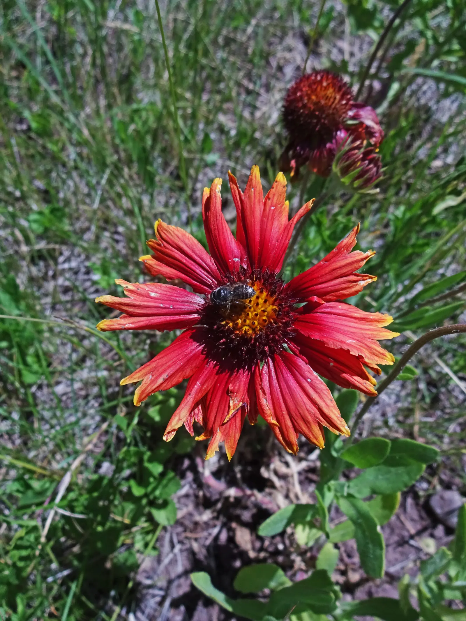 Indian Blanket (Gaillardia Pulchella) — boasting daisy-like blooms up to 4 inches across; resembling a sunset woven into its petals, image 80