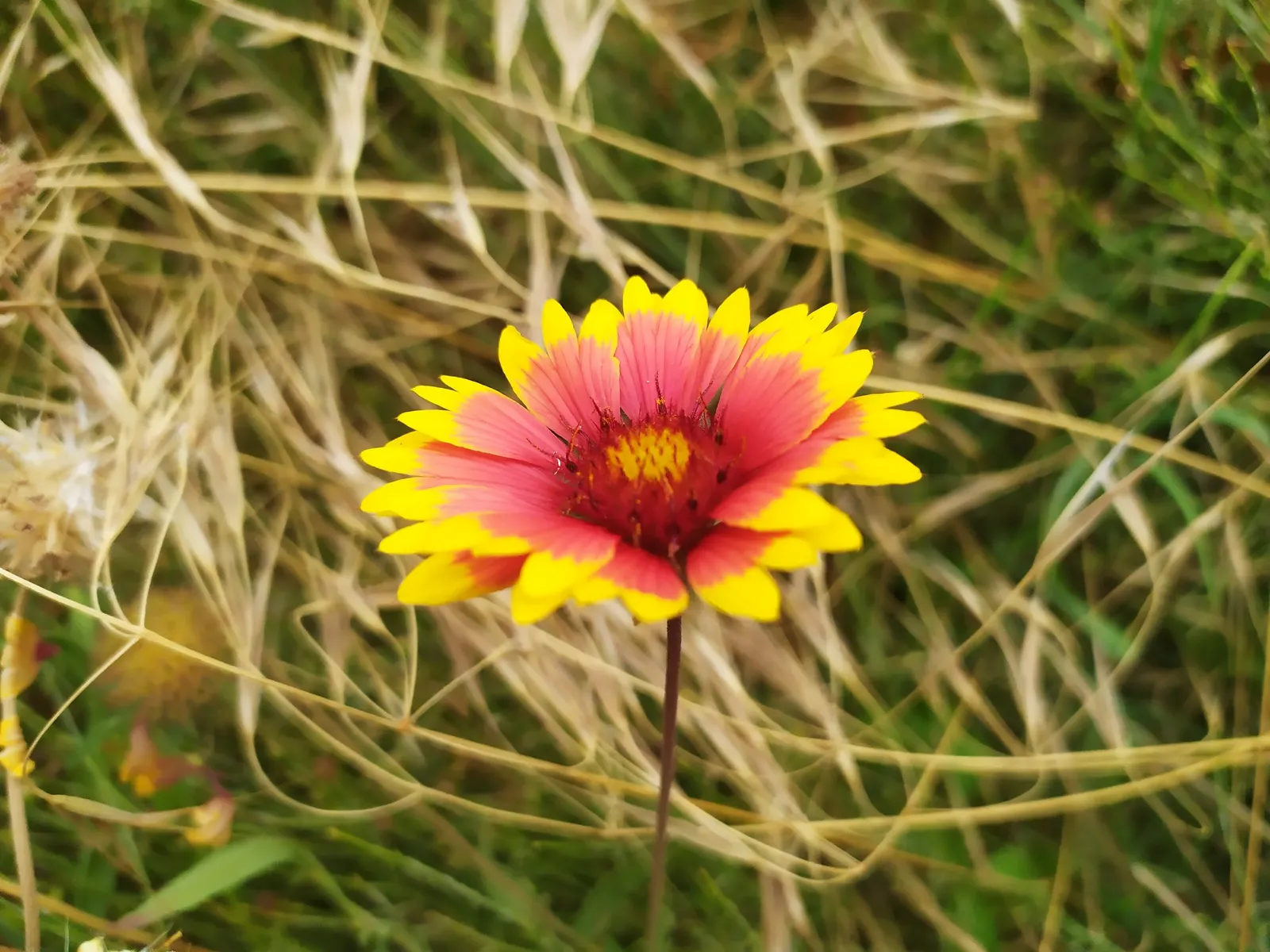 Indian Blanket (Gaillardia Pulchella) — requiring minimal watering once established