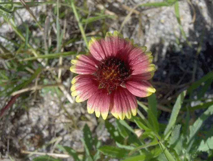 Indian Blanket (Gaillardia Pulchella) — Drought-tolerant and low-maintenance; it attracts pollinators while adding a warm