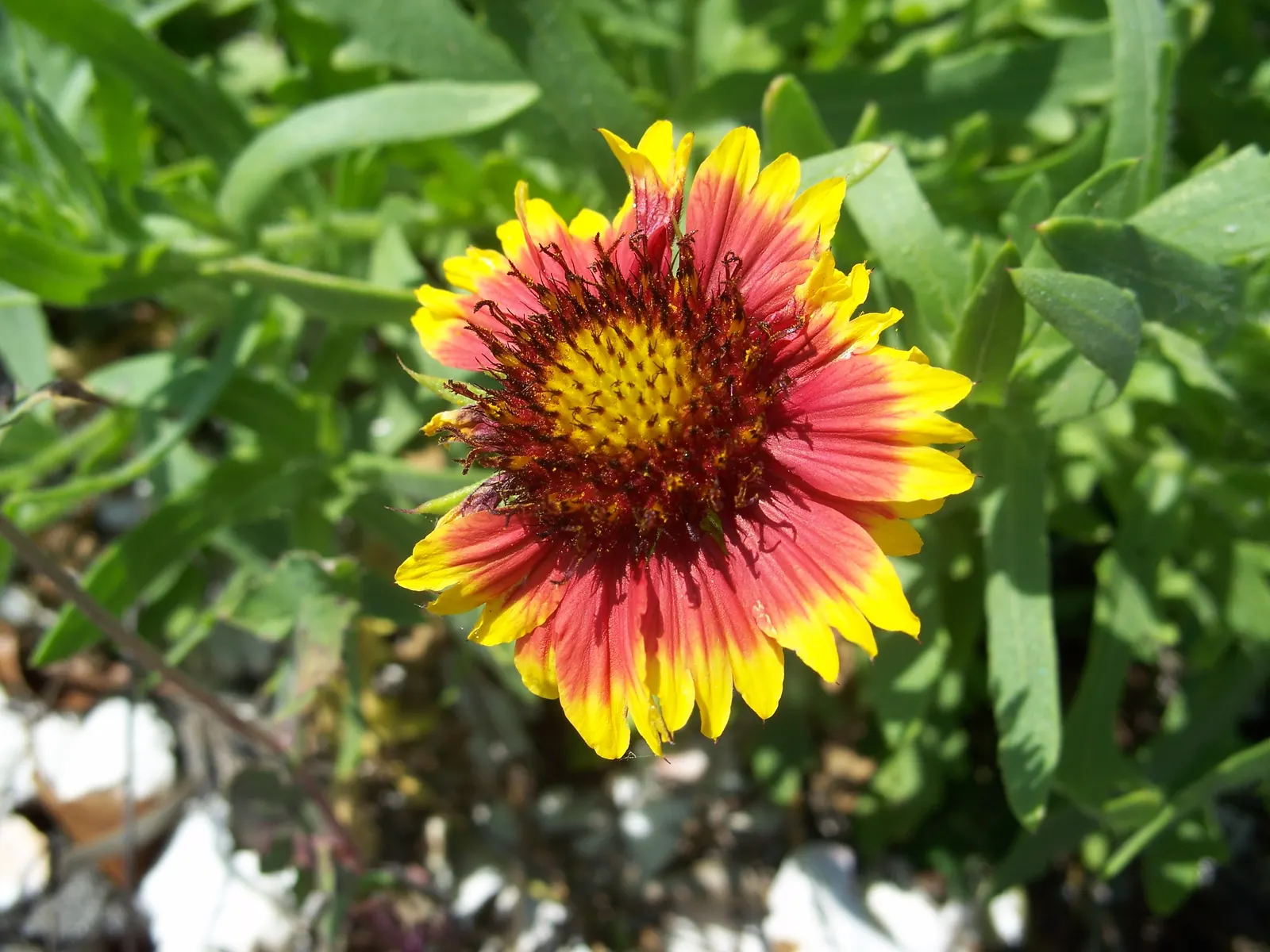 Indian Blanket (Gaillardia Pulchella) — multi-colored and orange flowers in the garden; is a vibrant perennial that adds a burst of warm color through its
