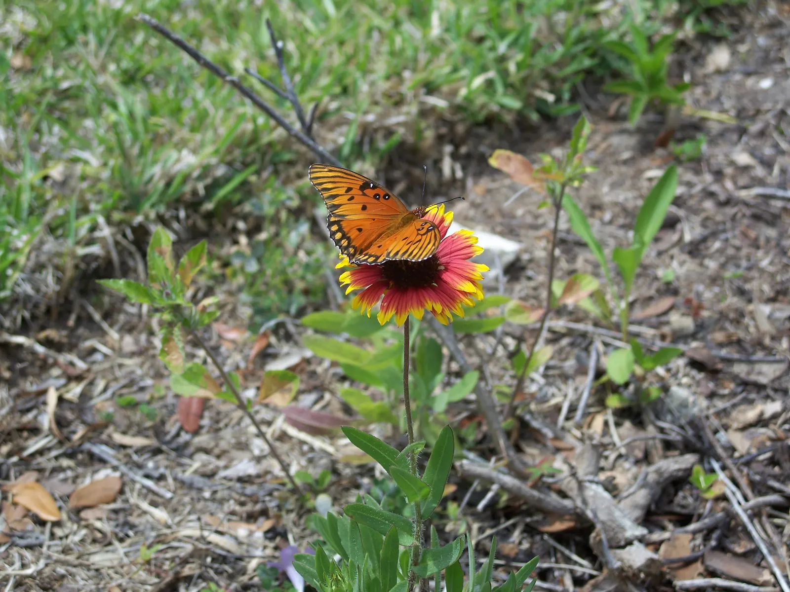 Indian Blanket (Gaillardia Pulchella) — Hardy in zones 3-10, it reaches 12-24 inches in height and spreads 12-20 inches; perennial with multi-colored and