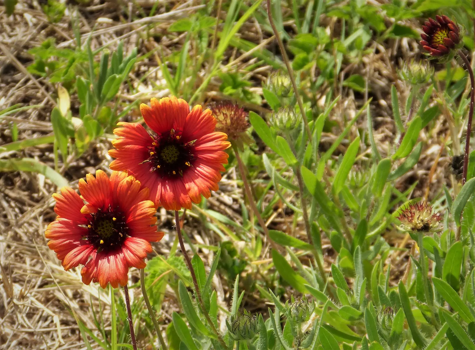 Indian Blanket (Gaillardia Pulchella) — With a mature height of 12 to 24 inches and a spread of up to 20 inches