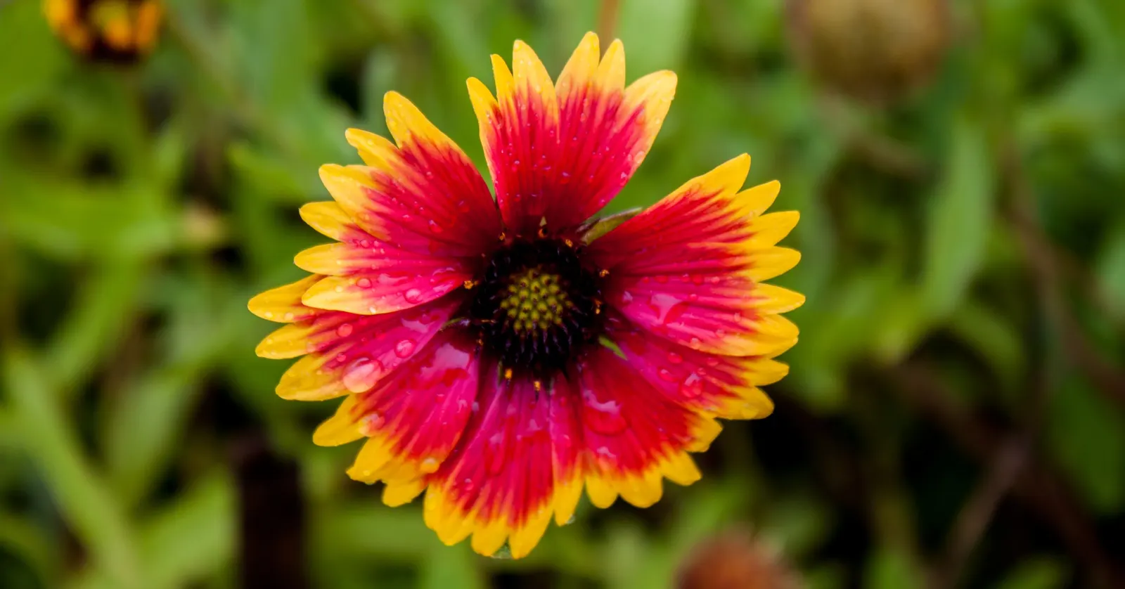 Indian Blanket (Gaillardia Pulchella) — Its growth habit and vibrant flowers contribute to its status as an essential component for a low-maintenance; colorful