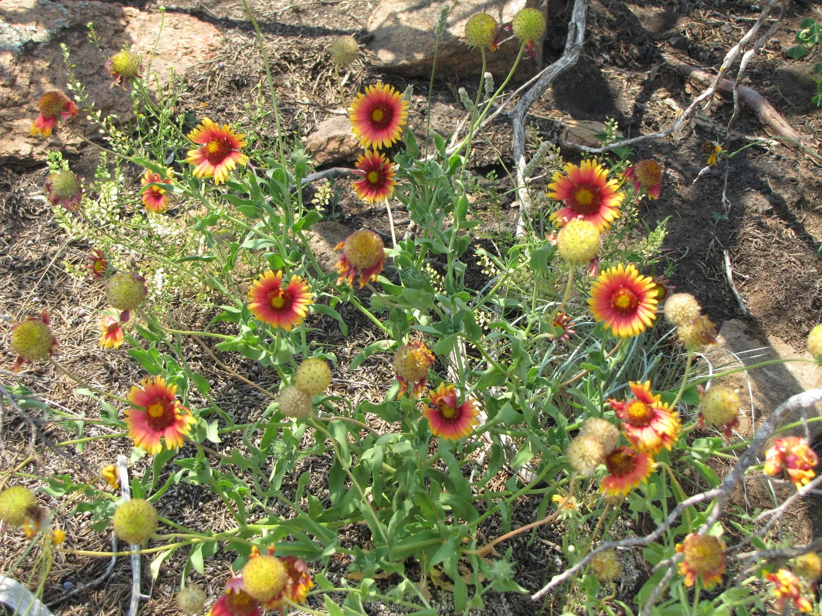 Indian Blanket (Gaillardia Pulchella) — it offers ample coverage and can be planted en masse for a dramatic effect.<br><br>Preferring full sun