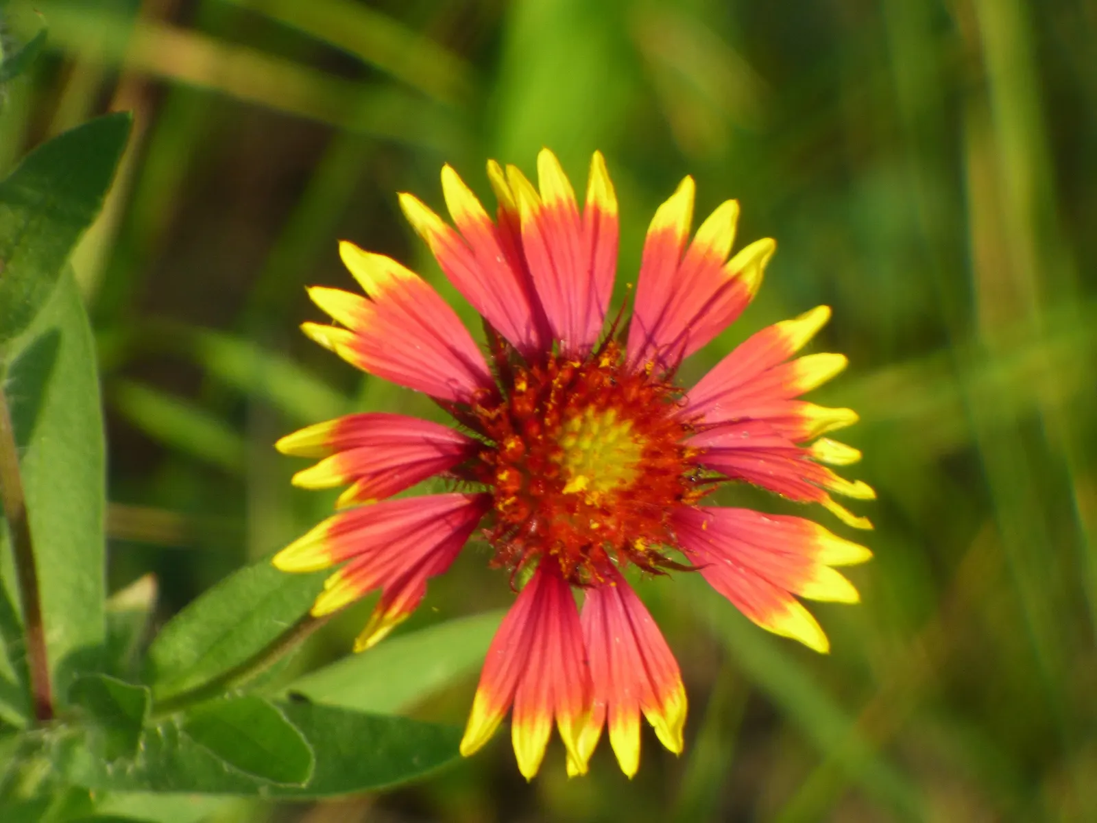 Indian Blanket (Gaillardia Pulchella) — naturalistic design.<br><br>By incorporating Gaillardia pulchella into your design; slightly hairy green leaves