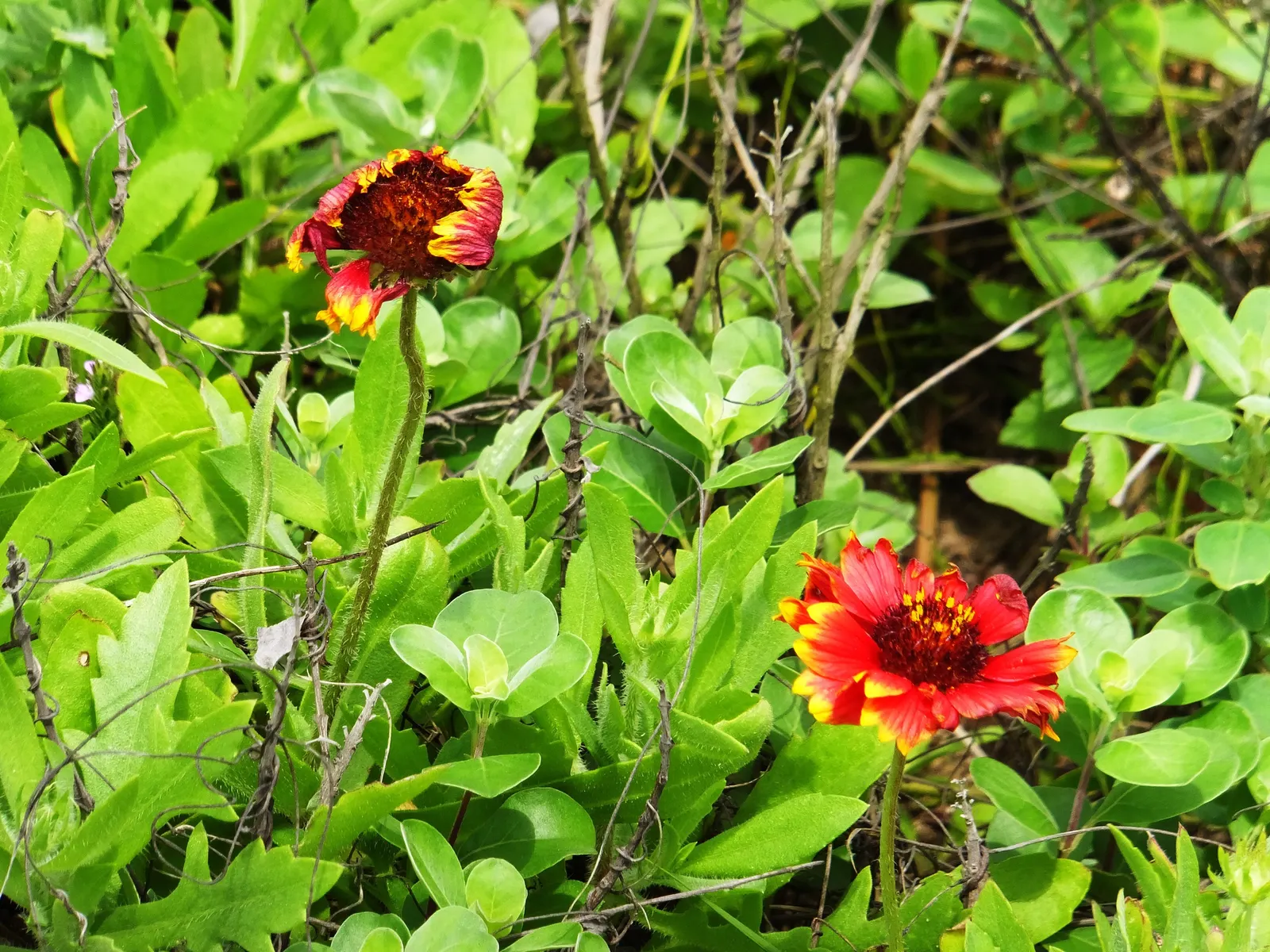 Indian Blanket (Gaillardia Pulchella) — scientifically named Gaillardia pulchella; is a vibrant perennial often grown as an annual
