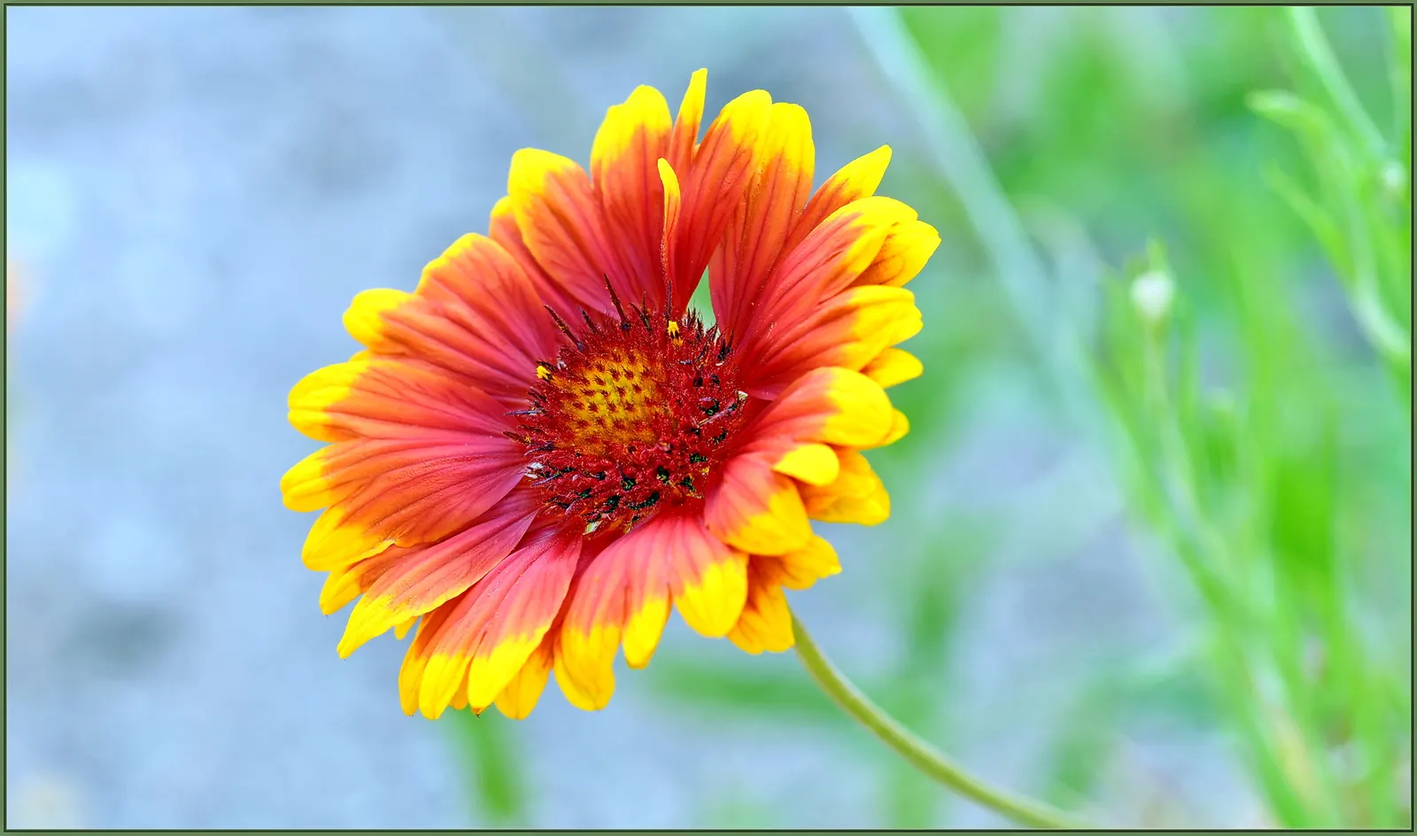 Indian Blanket (Gaillardia Pulchella) — it attracts pollinators while adding a warm; creating an eye-catching display against the plant's lance-shaped