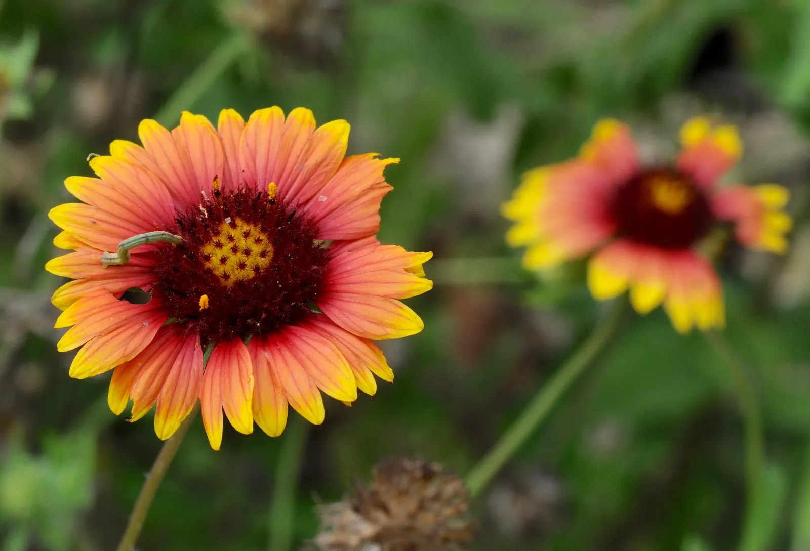 Indian Blanket (Gaillardia Pulchella) — the Indian Blanket is tolerant of poor soil conditions and is an excellent candidate for drought-prone regions