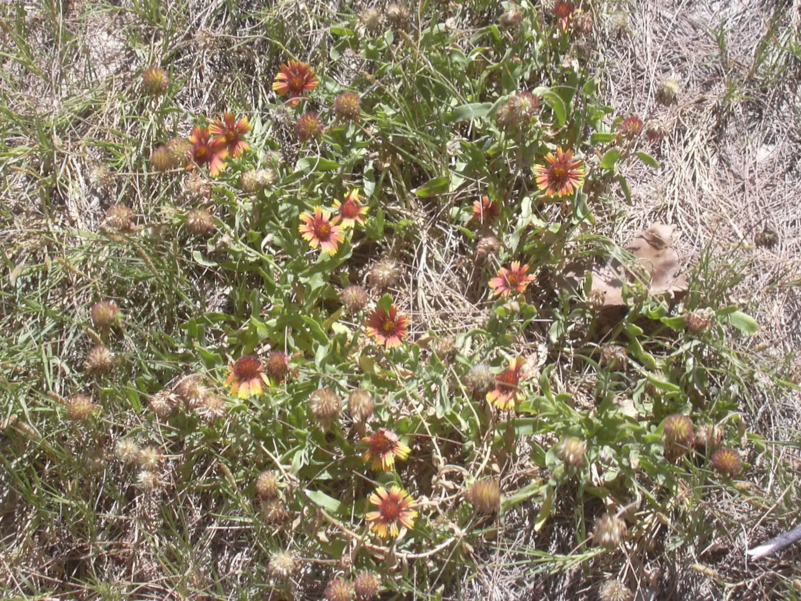 Indian Blanket (Gaillardia Pulchella) — is a vibrant perennial often grown as an annual; hardy in zones 3-10, it reaches 12-24 inches in height and spreads